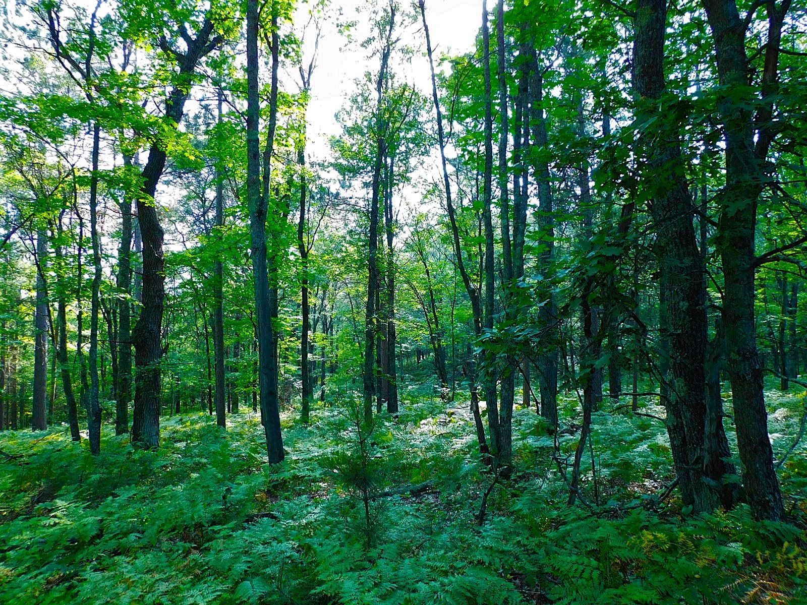 TBD Parcel 9 Power Line Road Iron River WI 54847 6122640 image10