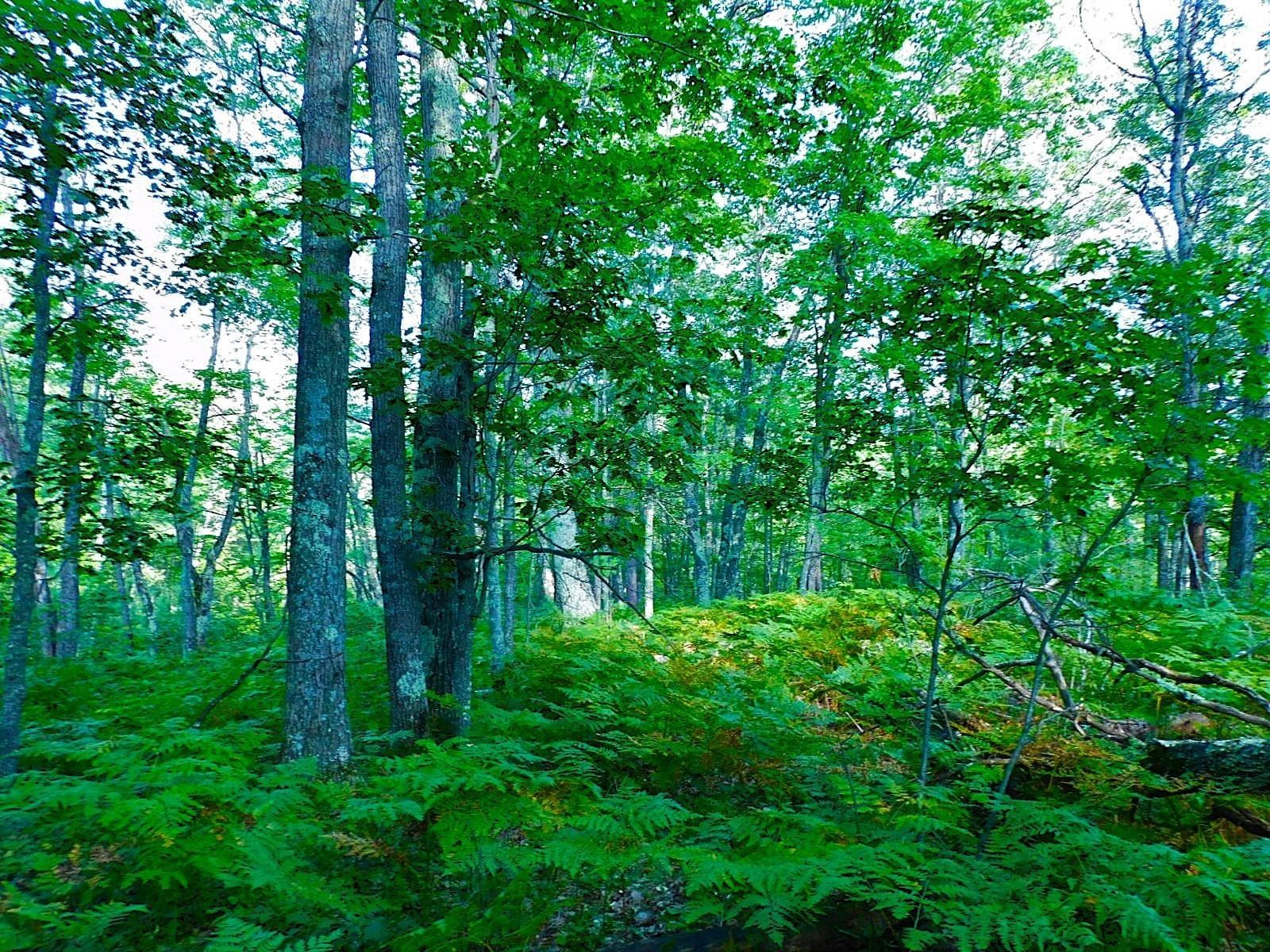 TBD Parcel 9 Power Line Road Iron River WI 54847 6122640 image6