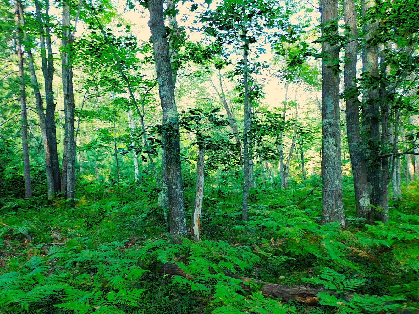 TBD Parcel 9 Power Line Road Iron River WI 54847 6122640 image7