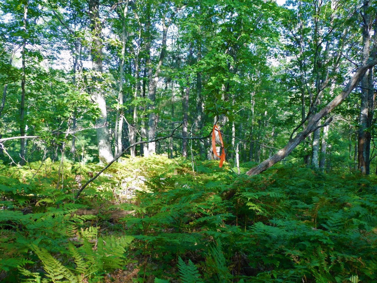 TBD Parcel 9 Power Line Road Iron River WI 54847 6122640 image9