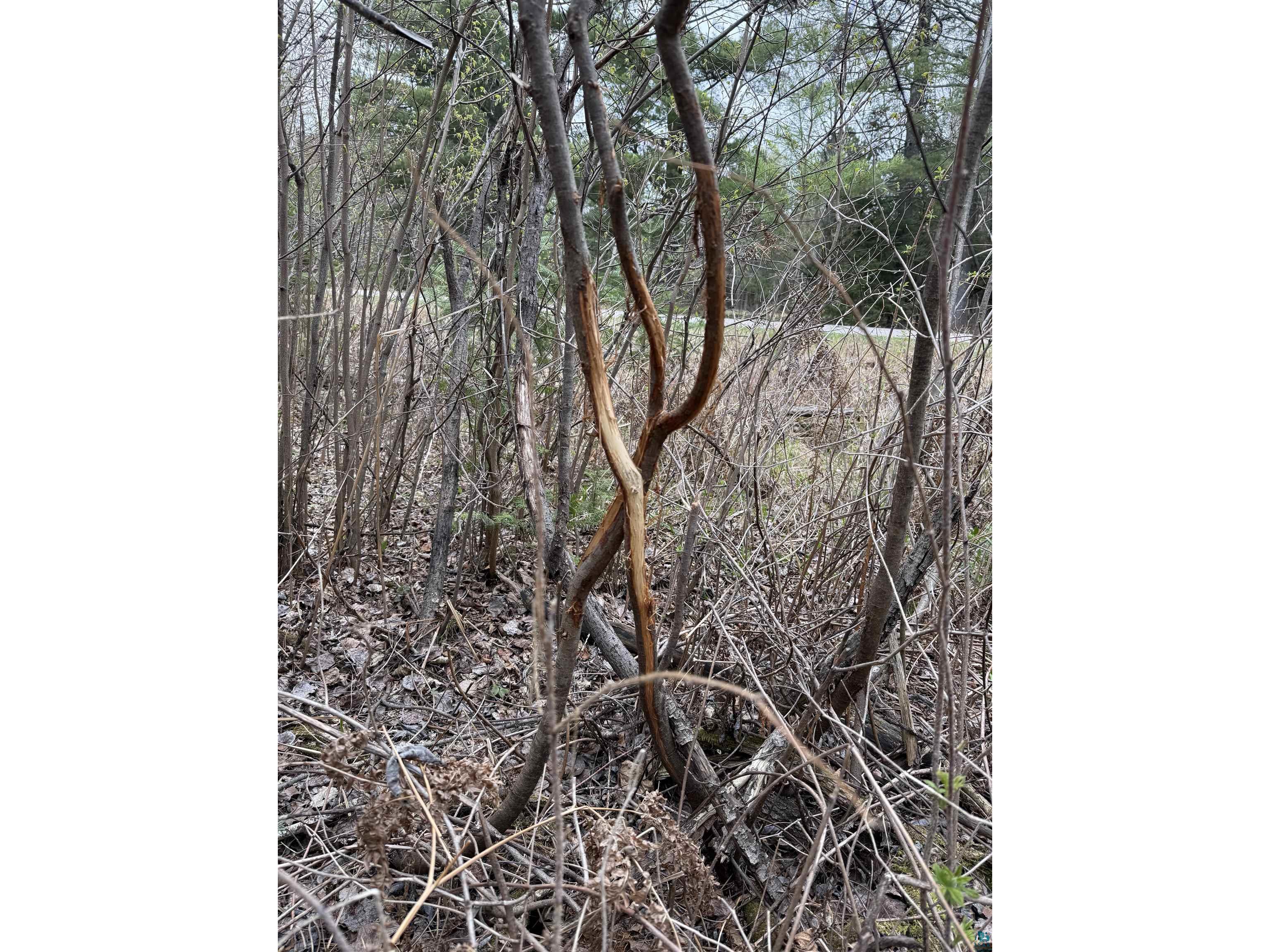 TBD Scout Camp Rd Eveleth MN 55734 6125356 image12