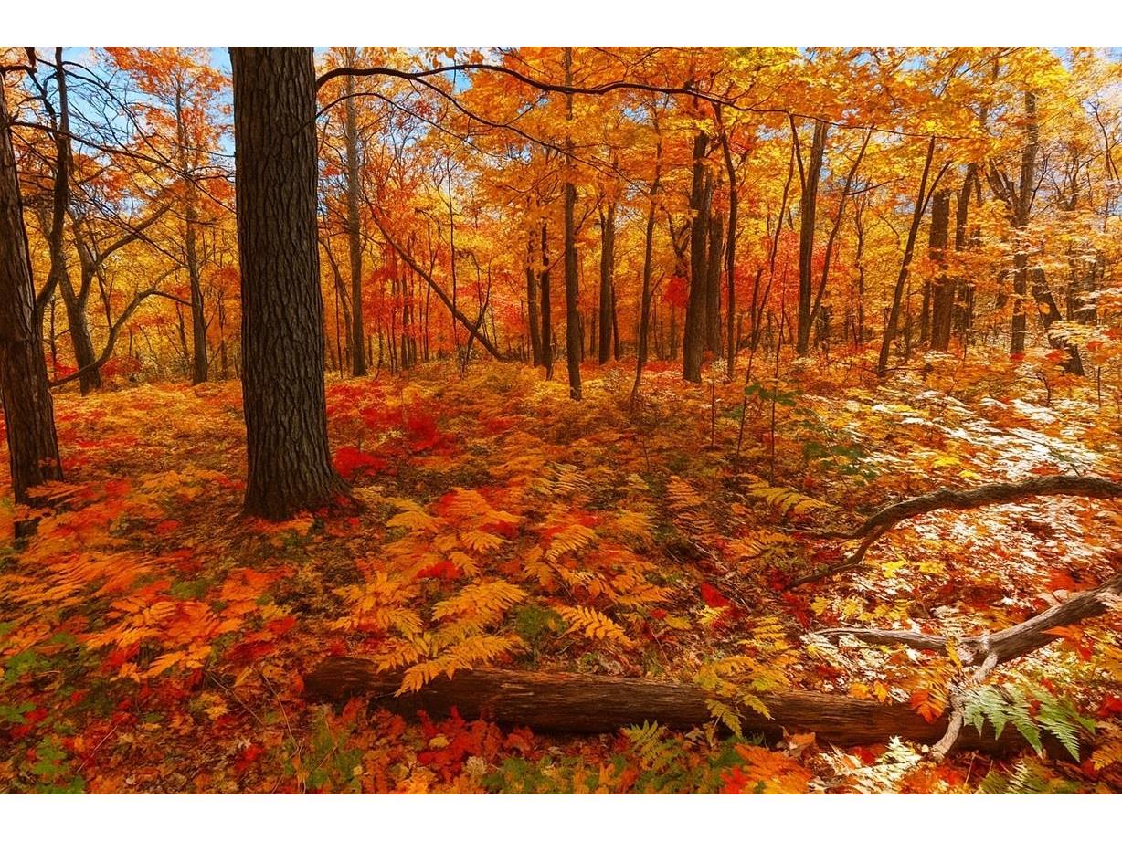 TBD Lot #2 Tressel Trail Iron River WI 54847 6122641 image3