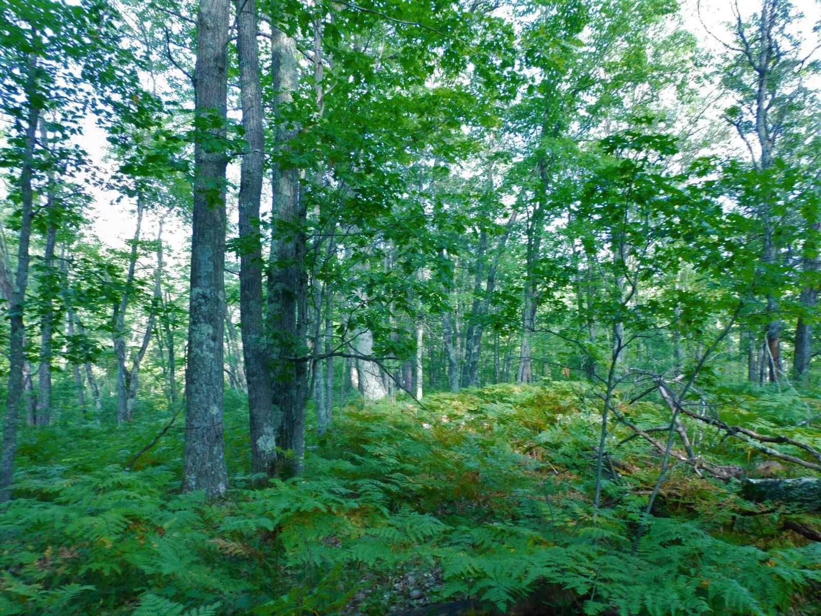 TBD Lot #2 Tressel Trail Iron River WI 54847 6122641 image9