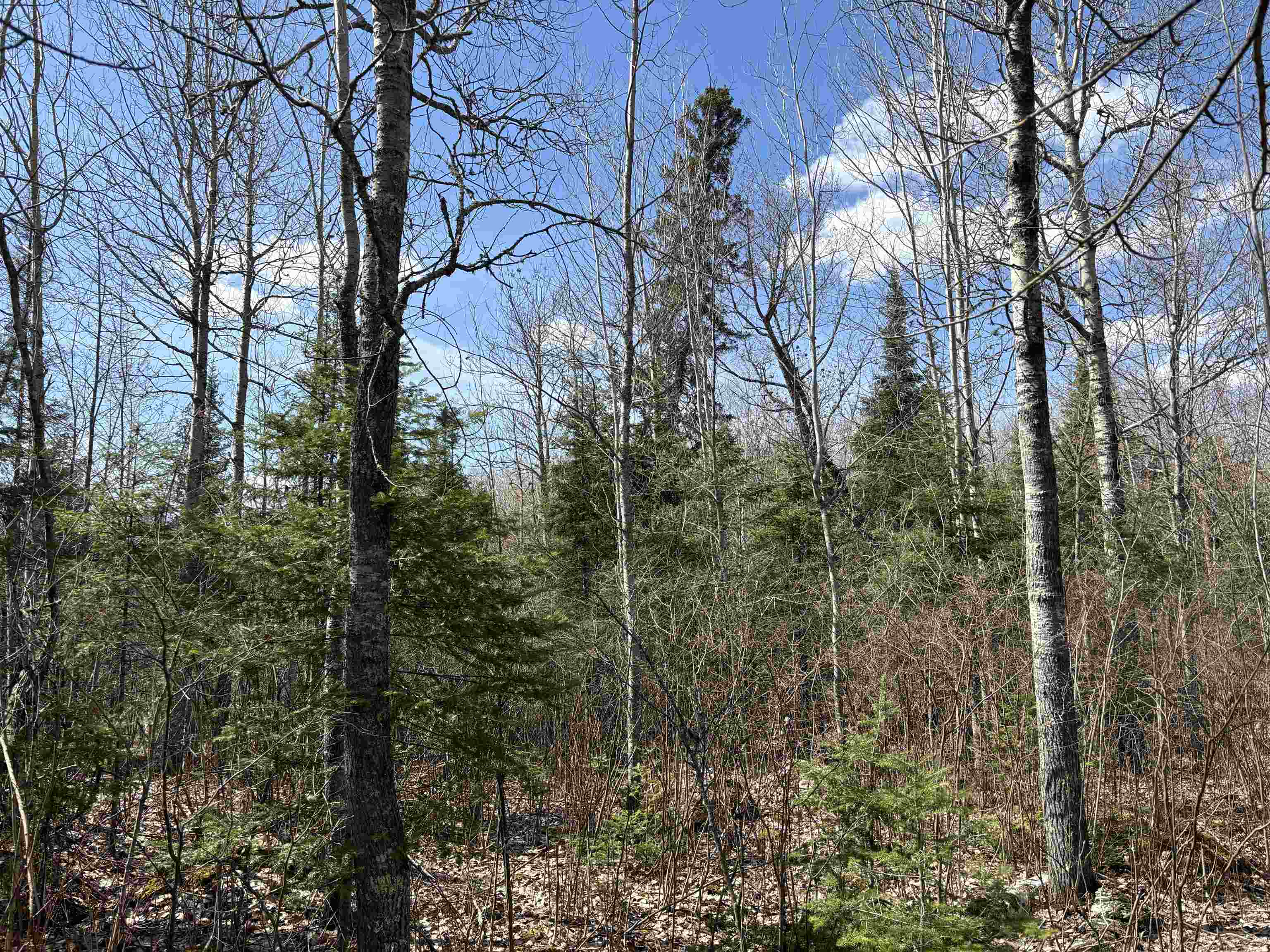 Unit 1 Fernberg Rd Ely MN 55731 - Garden 6123037 image13