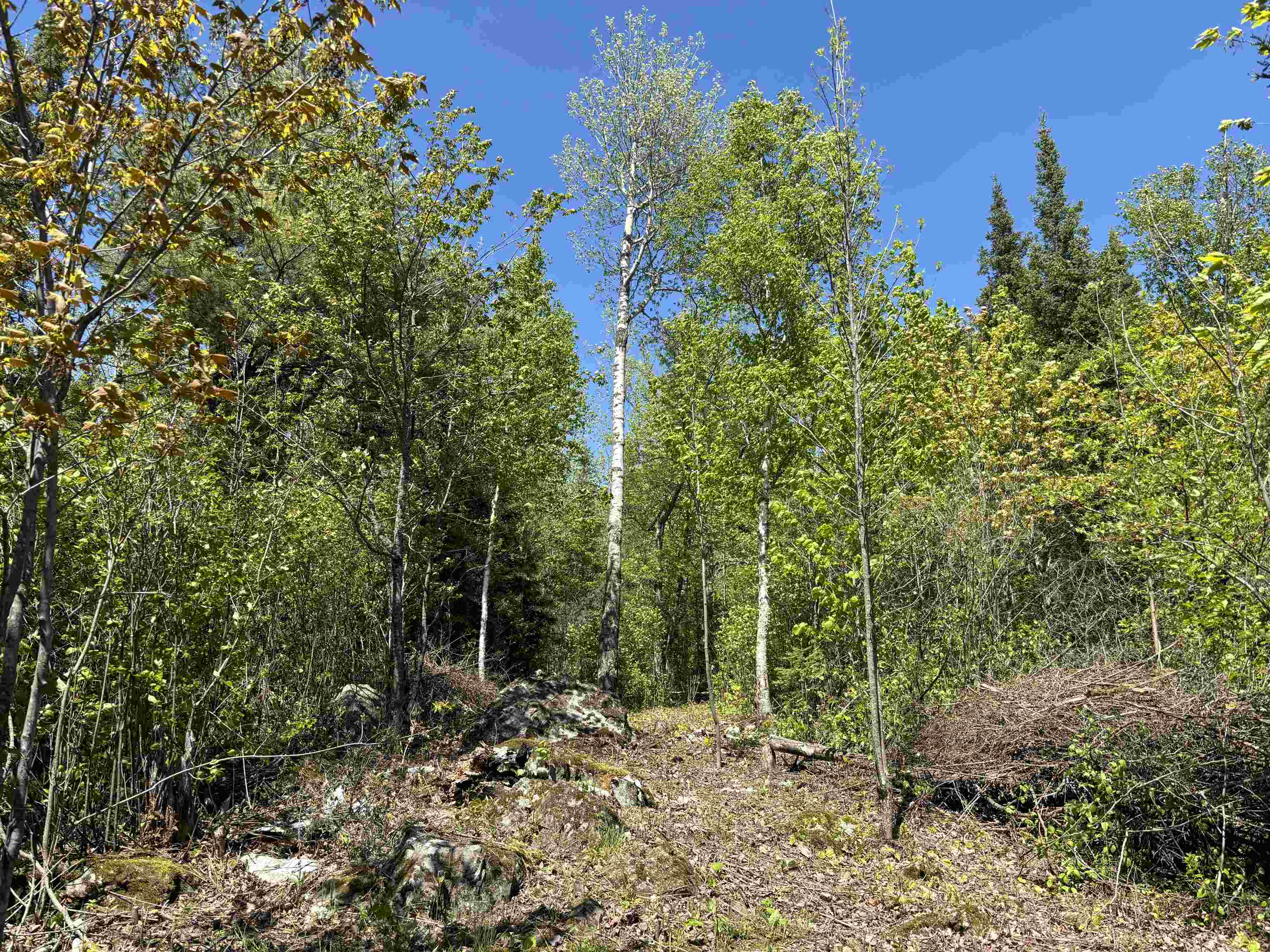 Unit 1 Fernberg Rd Ely MN 55731 - Garden 6123037 image4