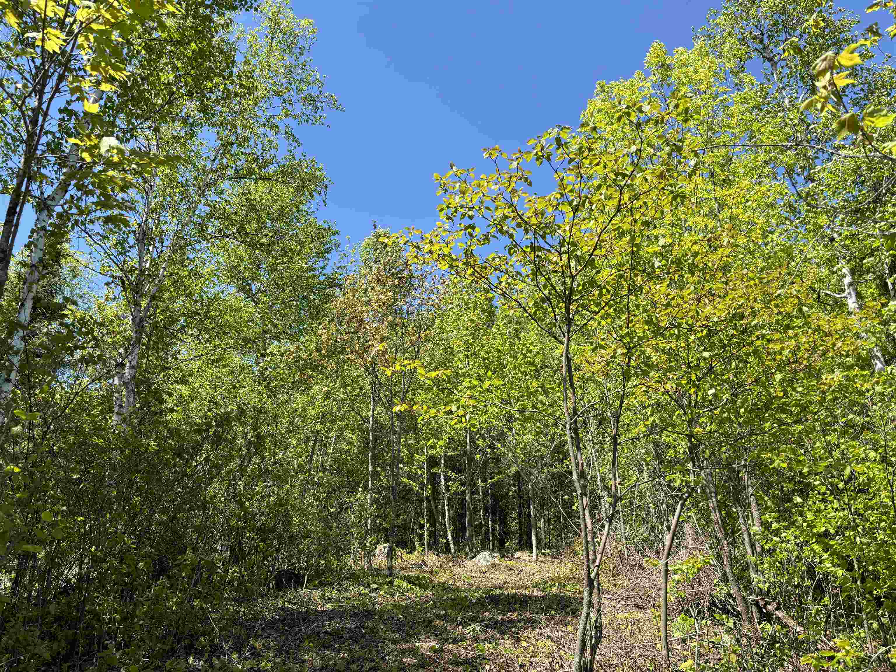 Unit 2 Fernberg Rd Ely MN 55731 - Garden 6123038 image4