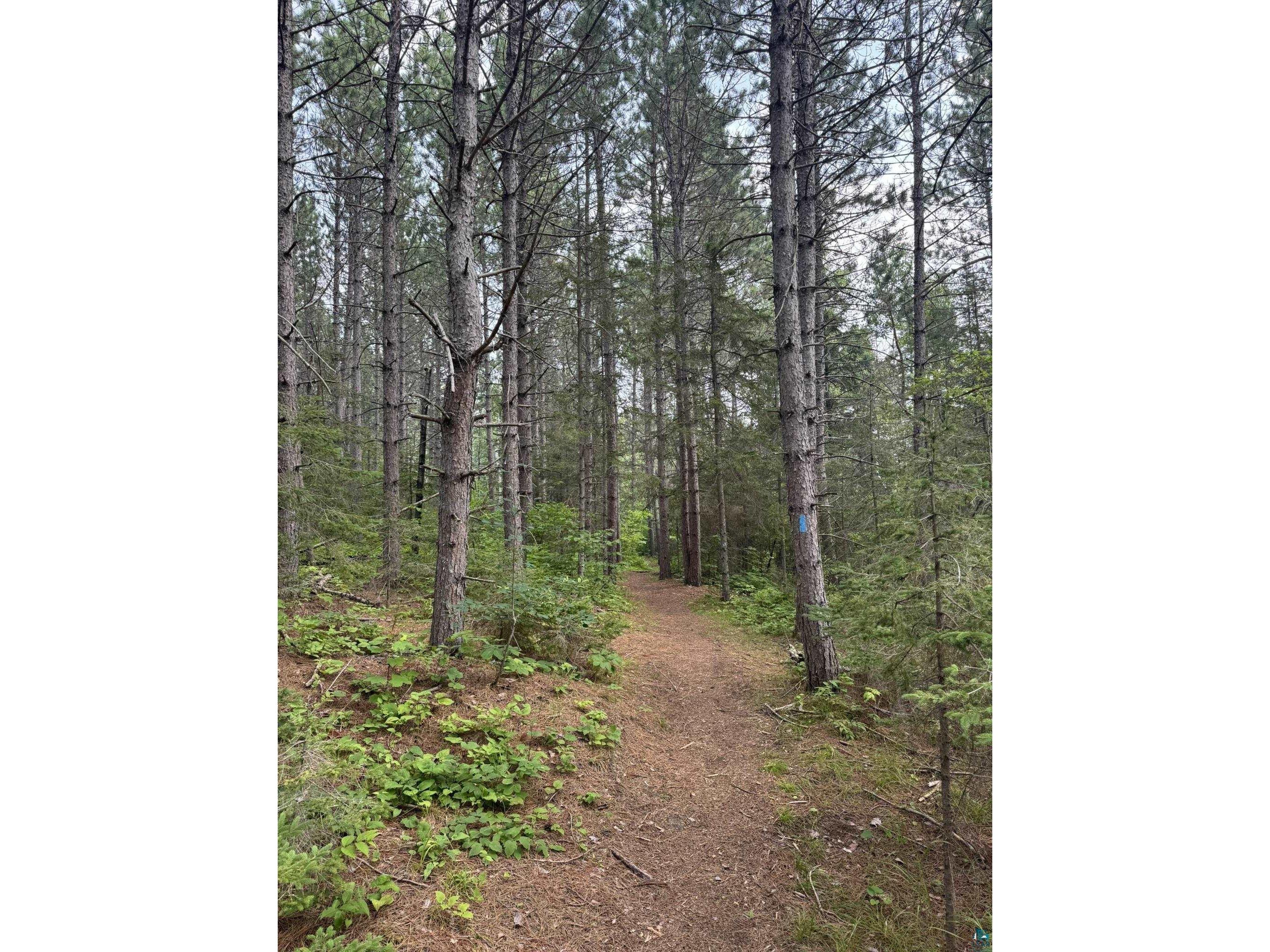 XX High Ridge Dr Schroeder MN 55614 6125498 image3