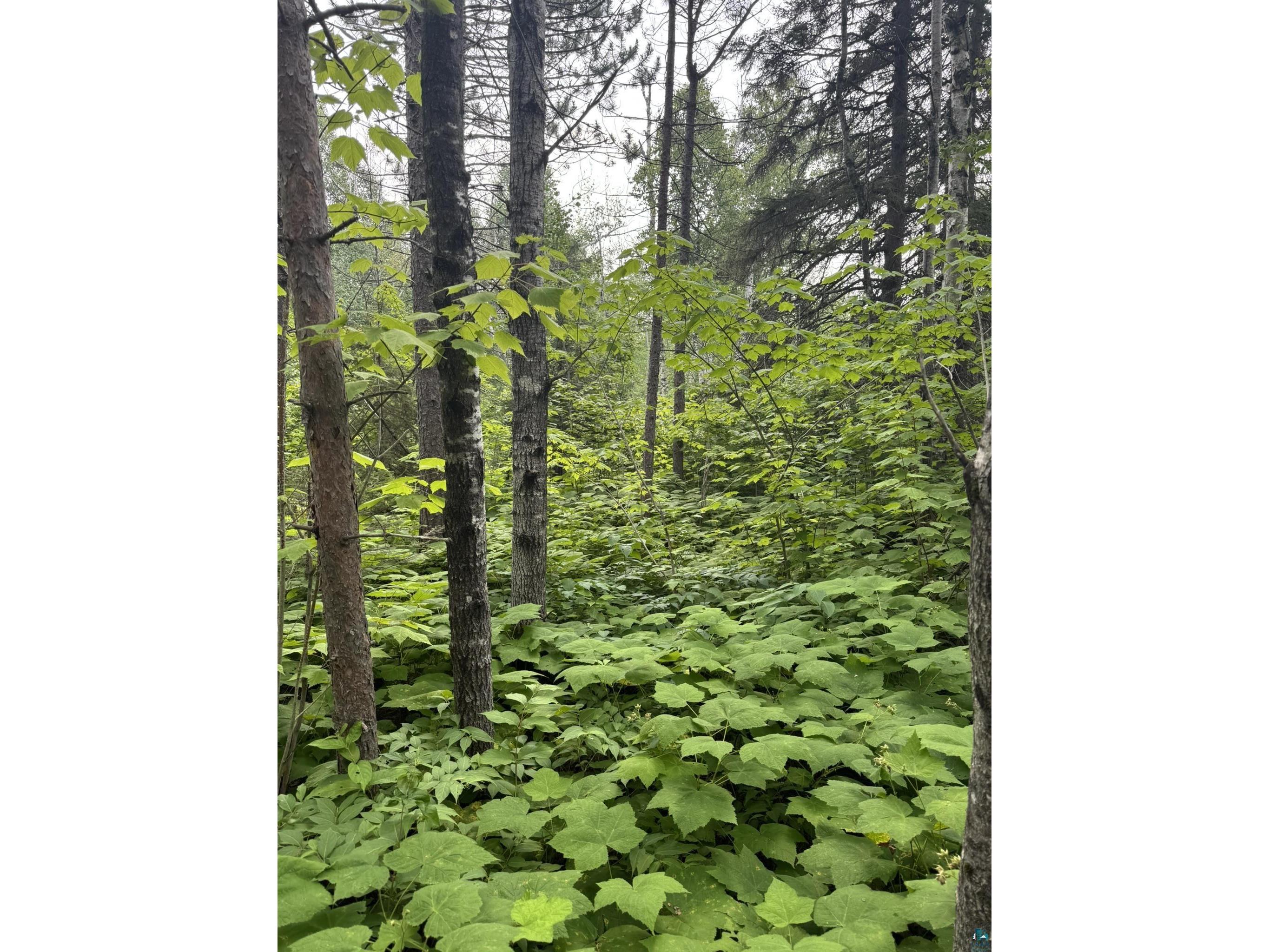 XX High Ridge Dr Schroeder MN 55614 6125498 image4