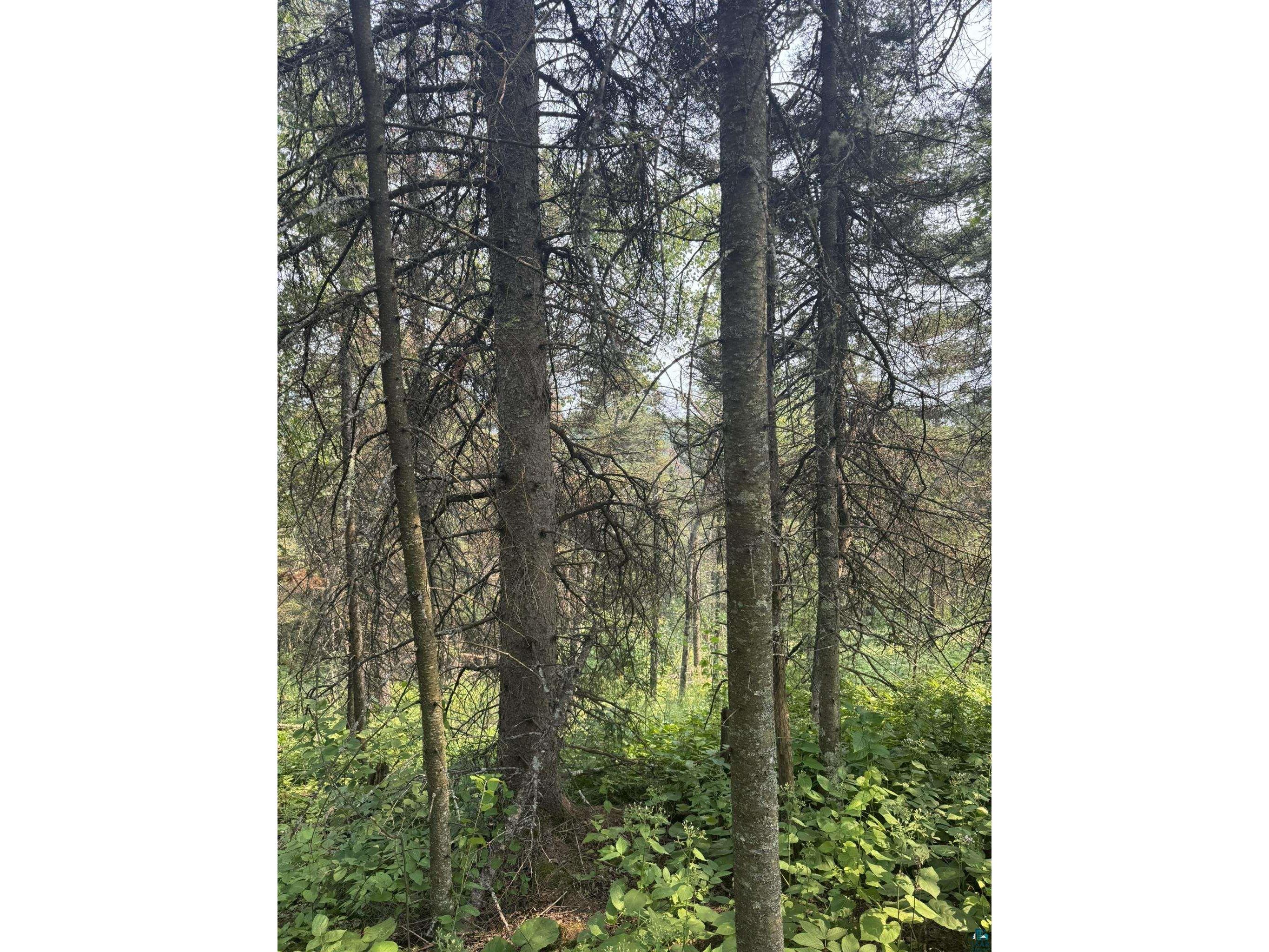 XX High Ridge Dr Schroeder MN 55614 6125498 image8