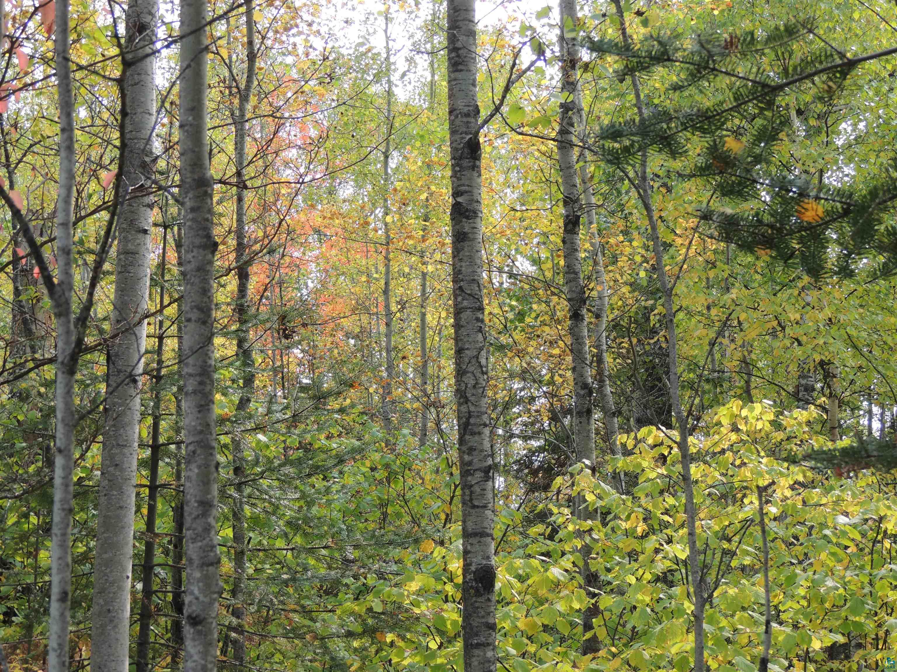 XX Mort Meadow Rd Grand Marais MN 55604 - Devil Track 6110775 image1