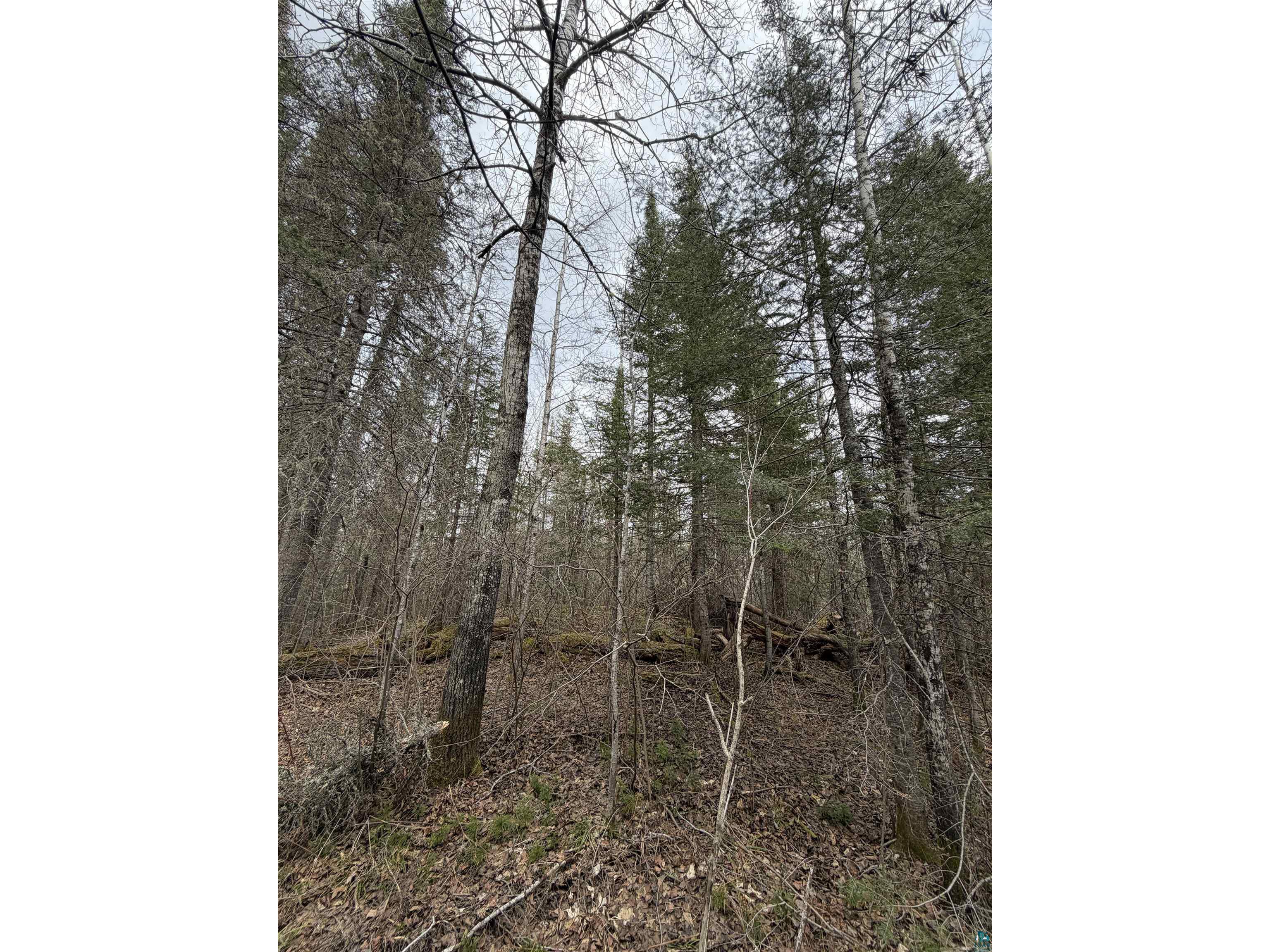 XX S Lost Lake Rd Hovland MN 55606 - Lost Lake 6124608 image12