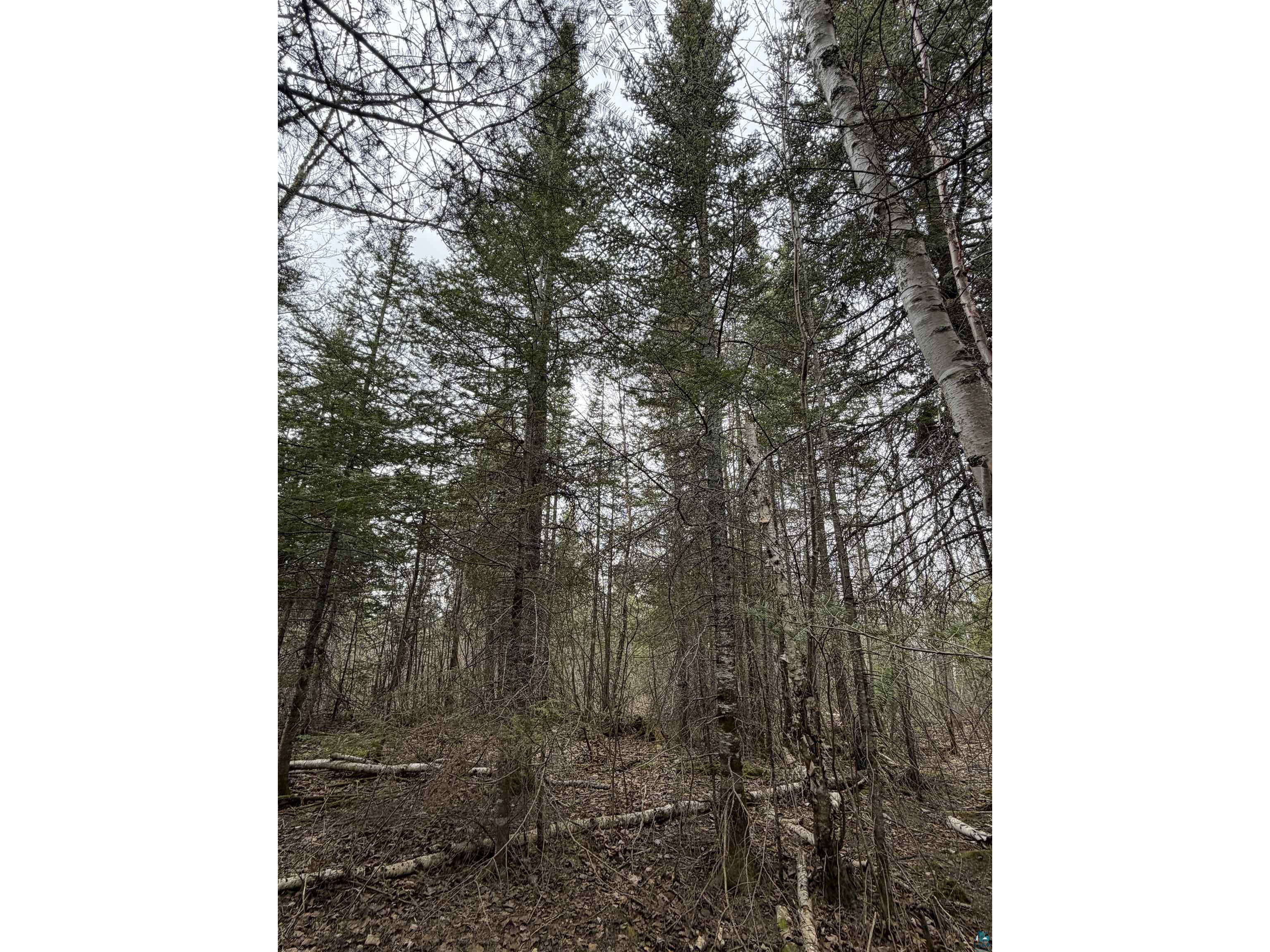 XX S Lost Lake Rd Hovland MN 55606 - Lost Lake 6124608 image13