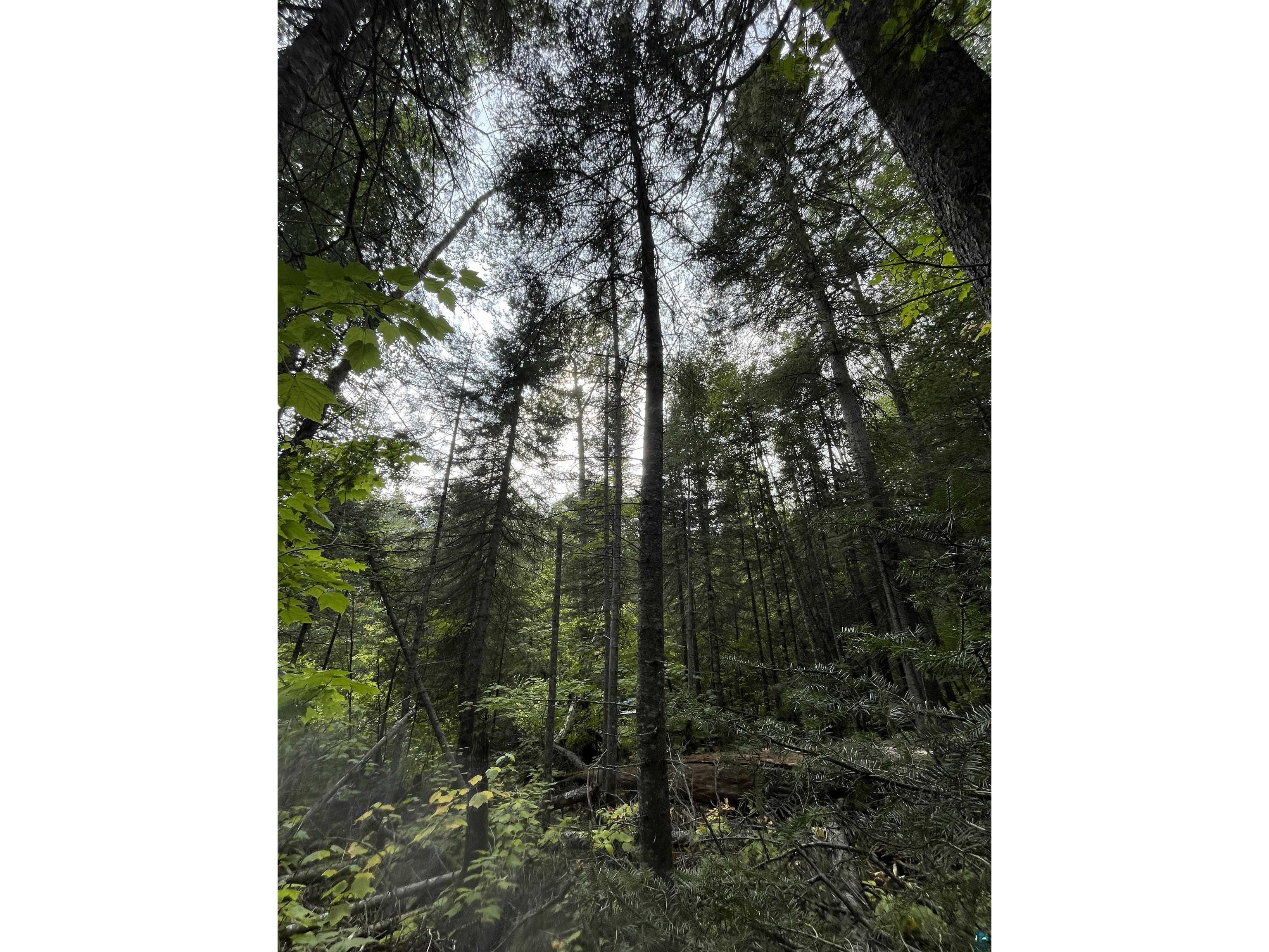 XX S Lost Lake Rd Hovland MN 55606 - Lost Lake 6124608 image4