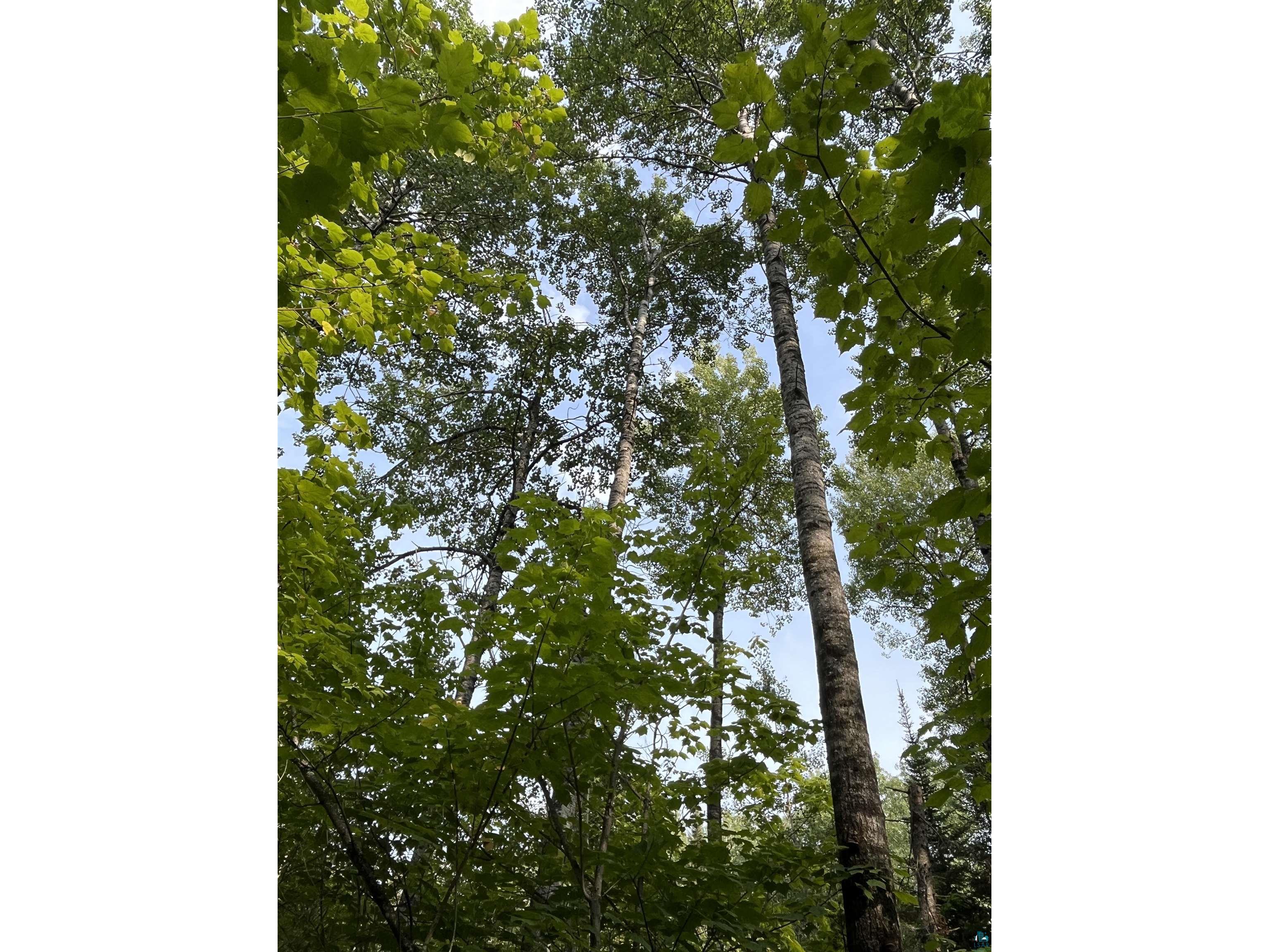 XX S Lost Lake Rd Hovland MN 55606 - Lost Lake 6124608 image5