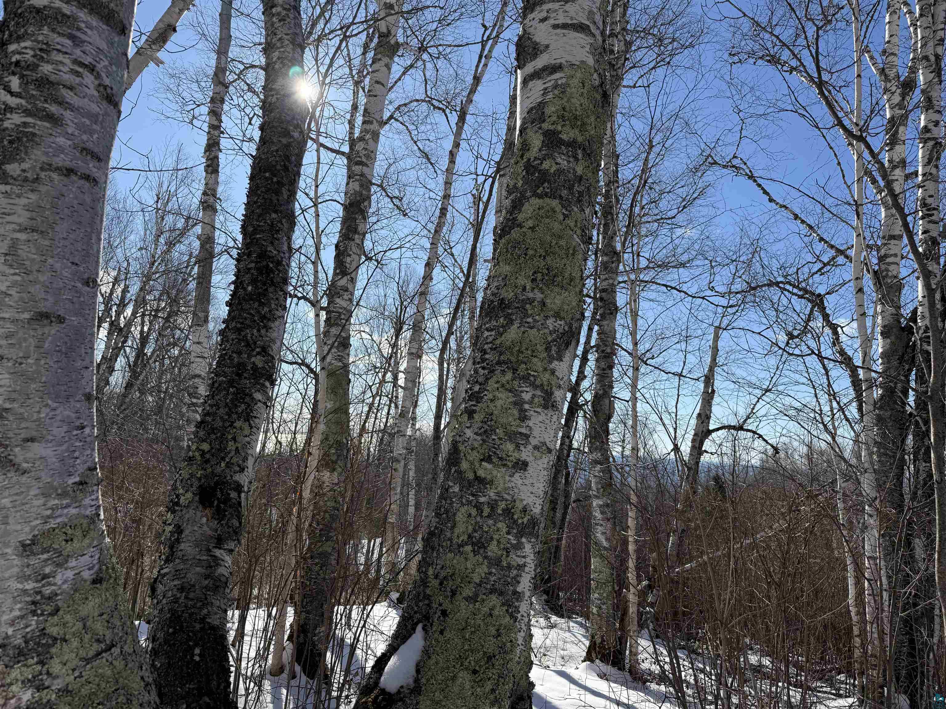 XX9 Murphy Dr Grand Marais MN 55604 6118382 image1