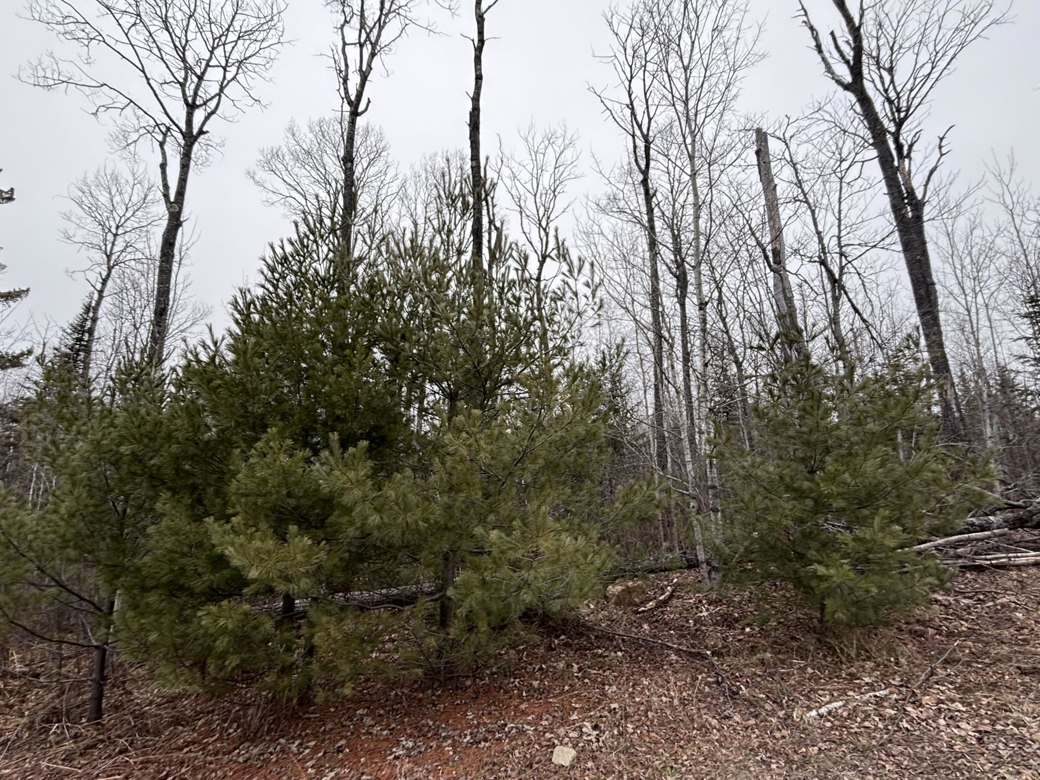 XXD Pine Peak Rd Lutsen MN 55612 6123050 image37