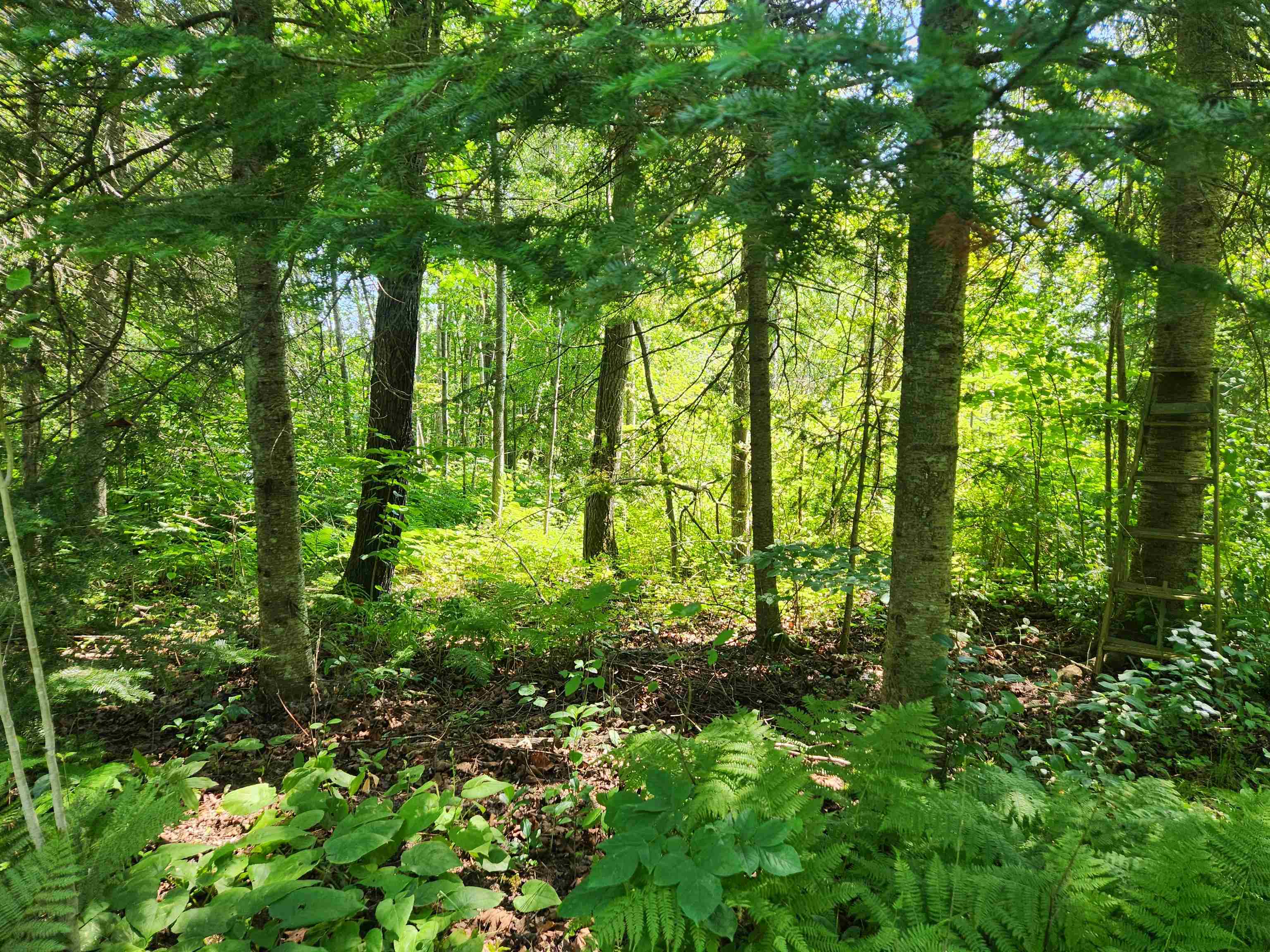 XXX Creek Tr Bayfield WI 54814 6121354 image1