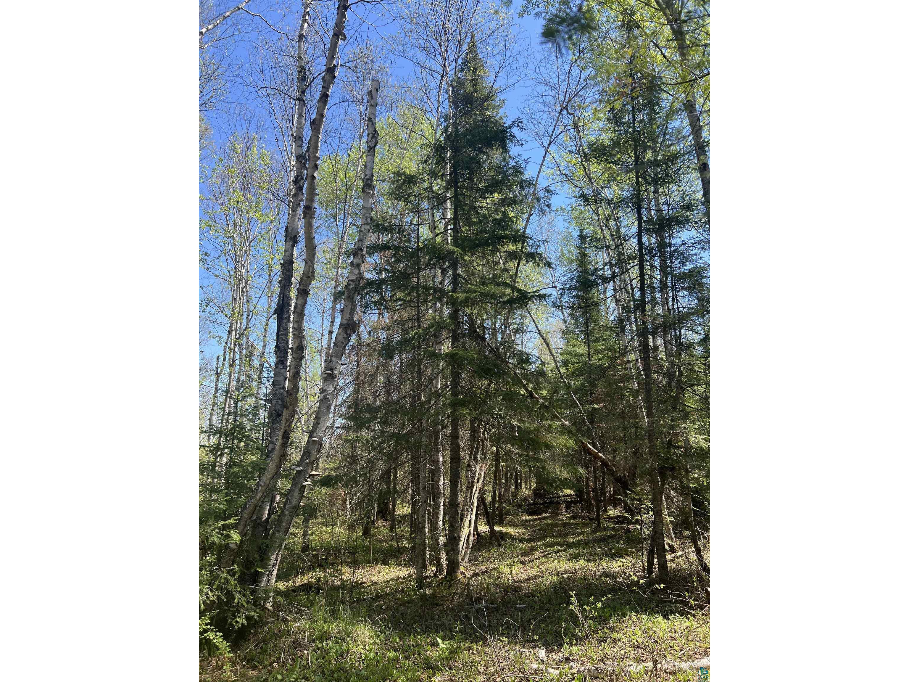 XXX Moose Ridge Rd Isabella MN 55607 - Little Isabella River 6125854 image12