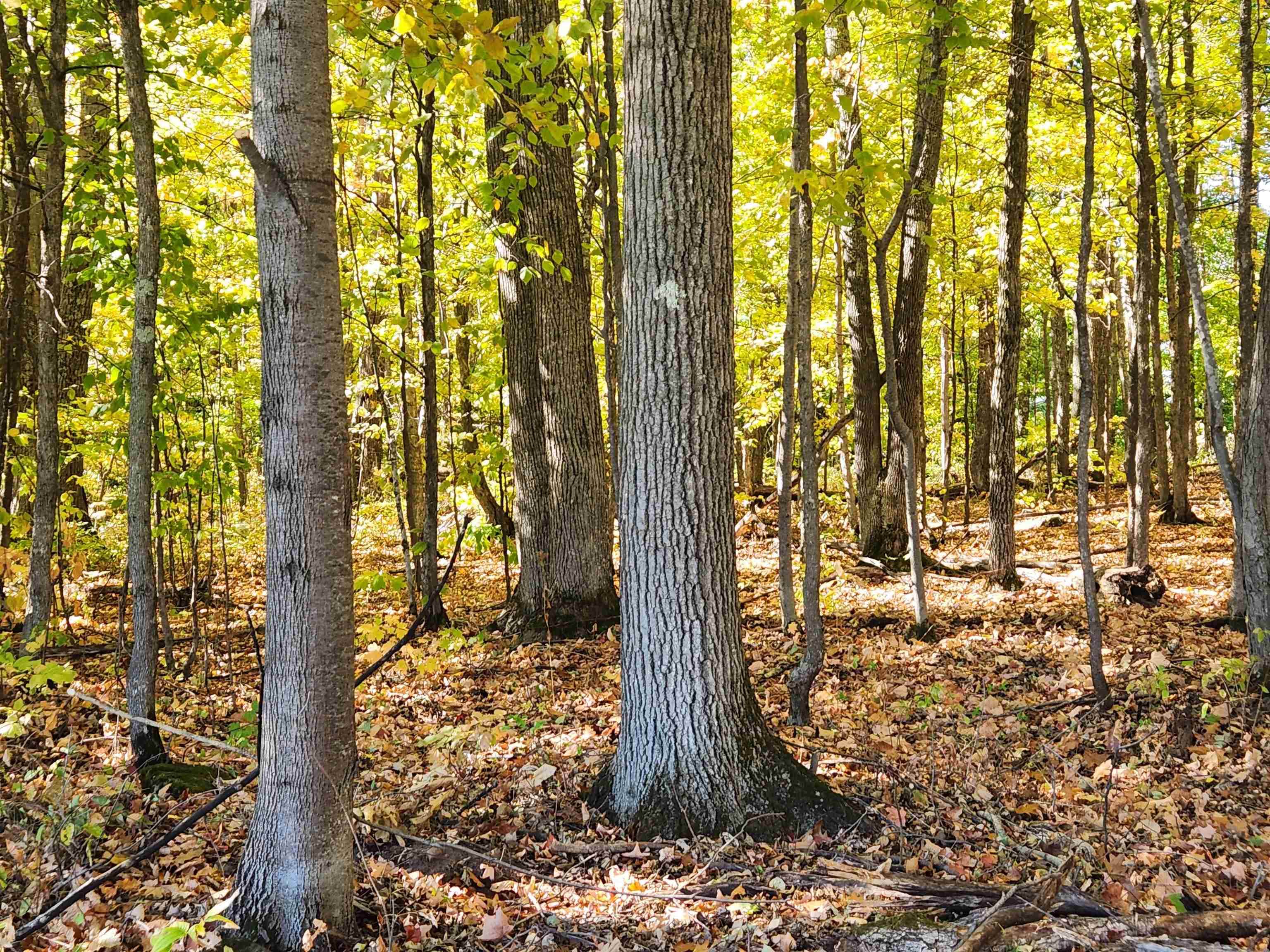 XXX Raspberry Ln Bayfield WI 54814 - POND 6116701 image3