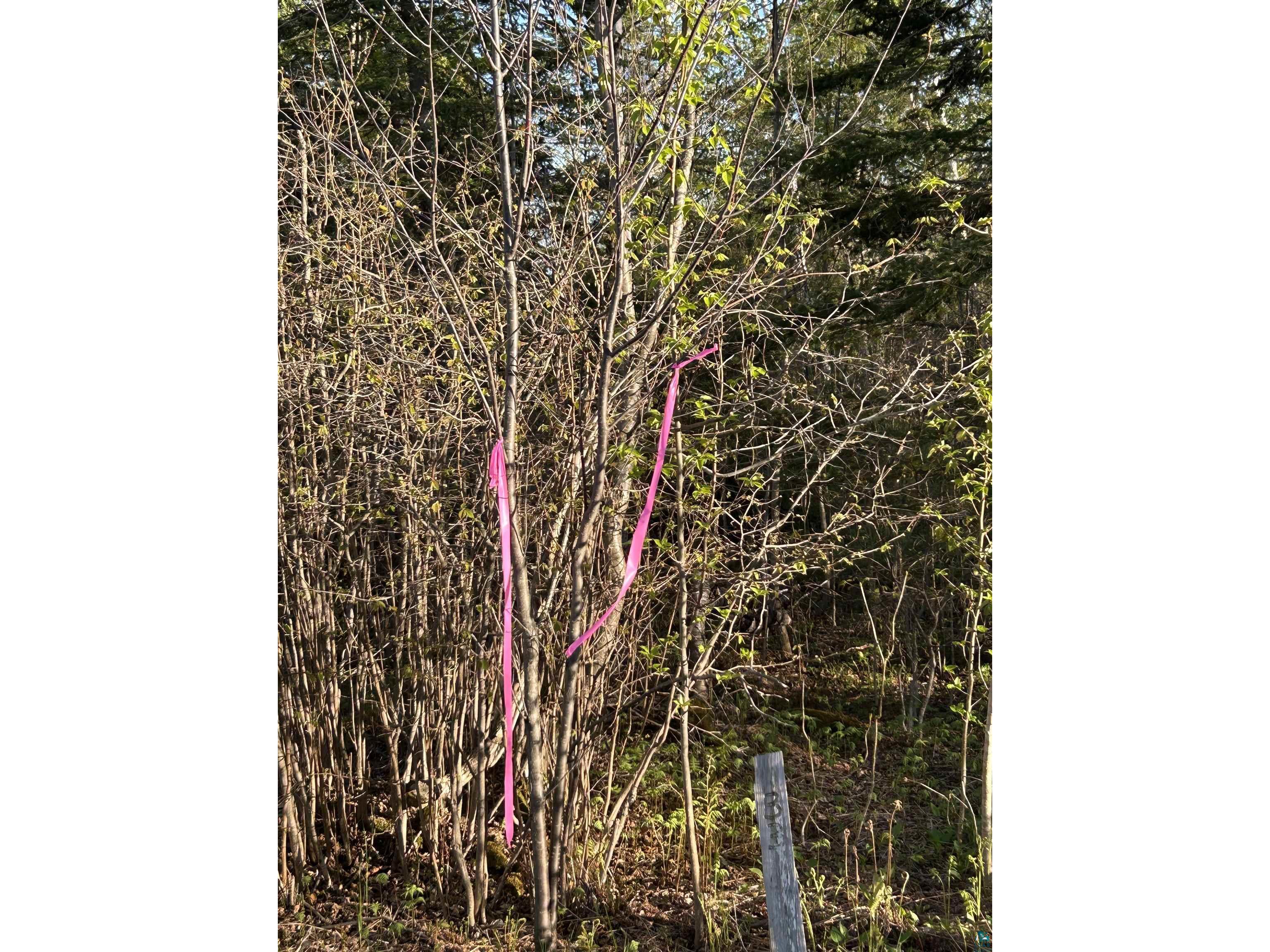 XXX Tall Timber Tr Lutsen MN 55612 6125652 image8