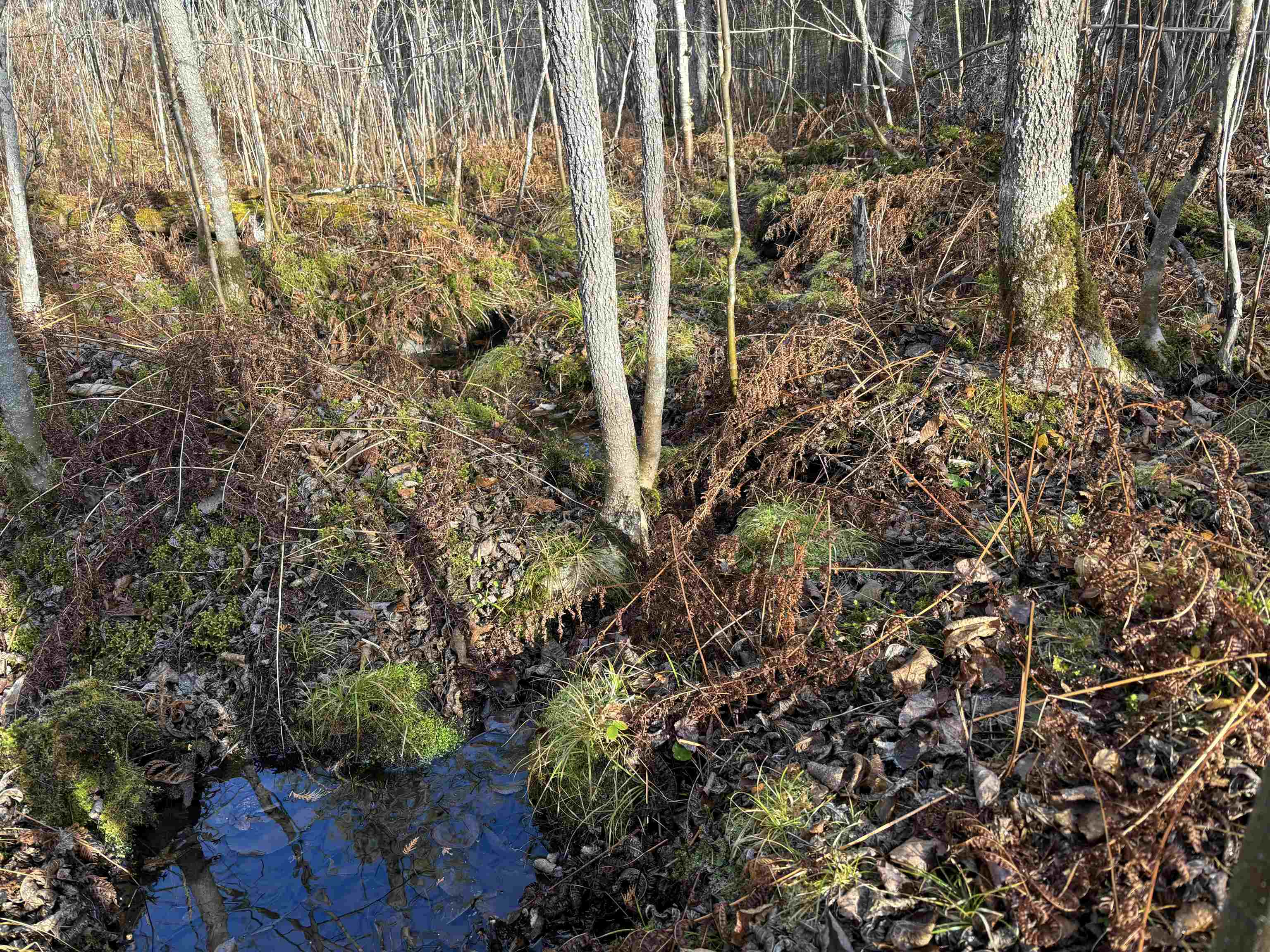 XXX10 Powerhouse Trail Ely MN 55731 - Fall 6123040 image7