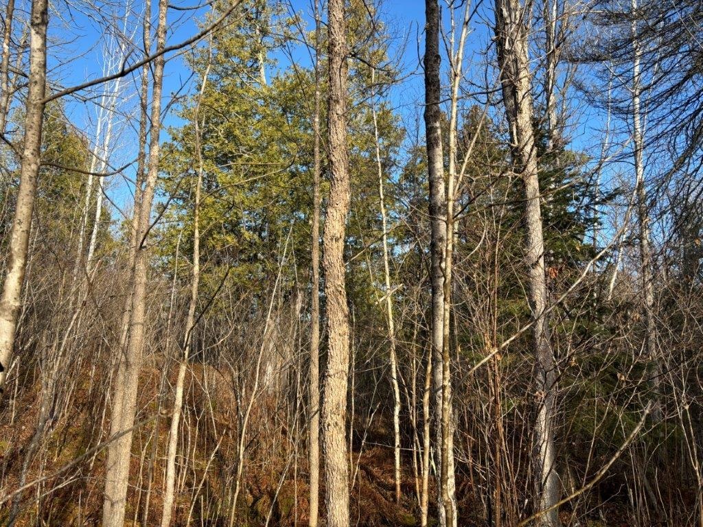 XXX10 Powerhouse Trail Ely MN 55731 - Fall 6123040 image9