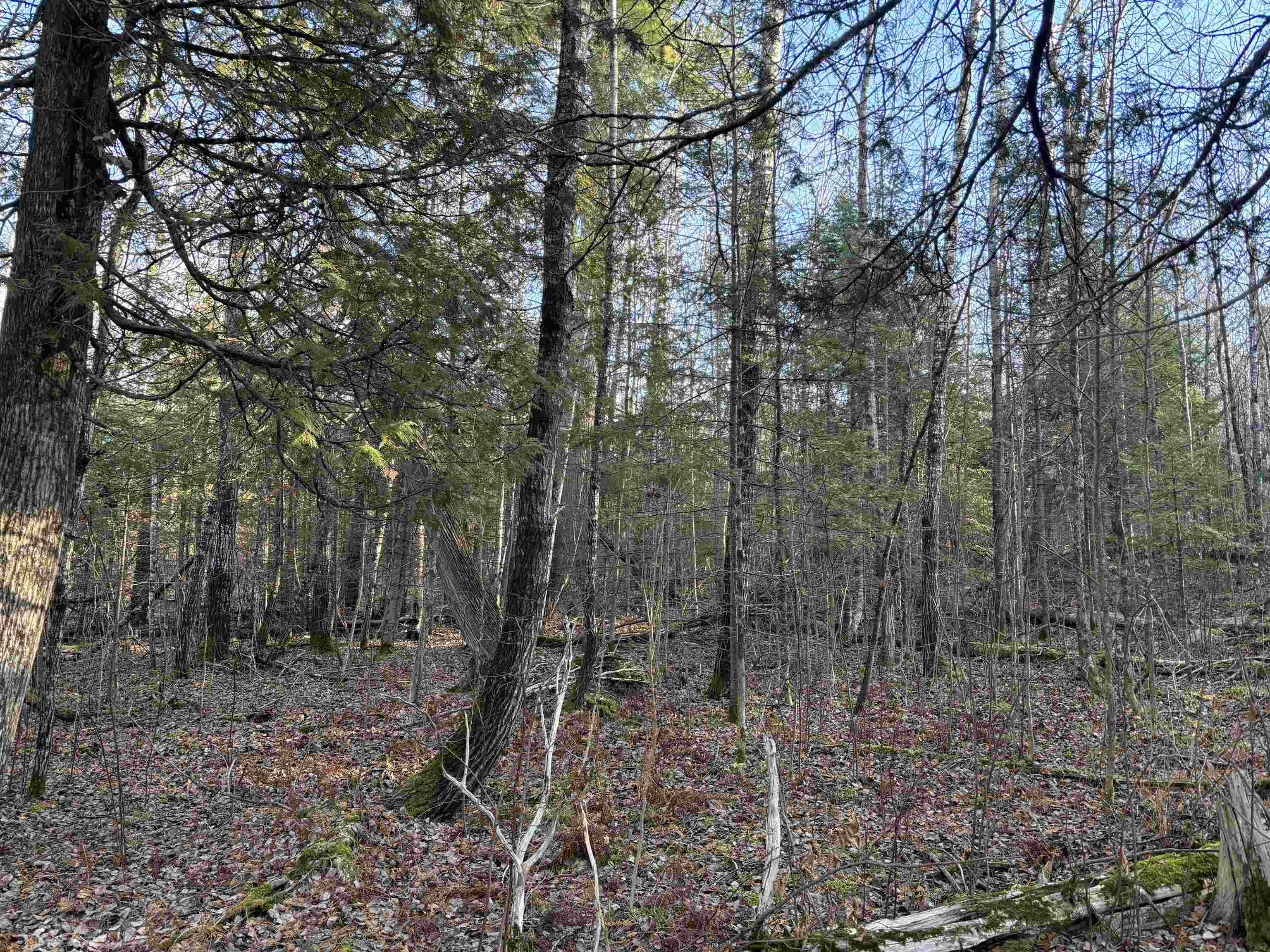 XXX9 Powerhouse Trail Ely MN 55731 - Fall 6123039 image11