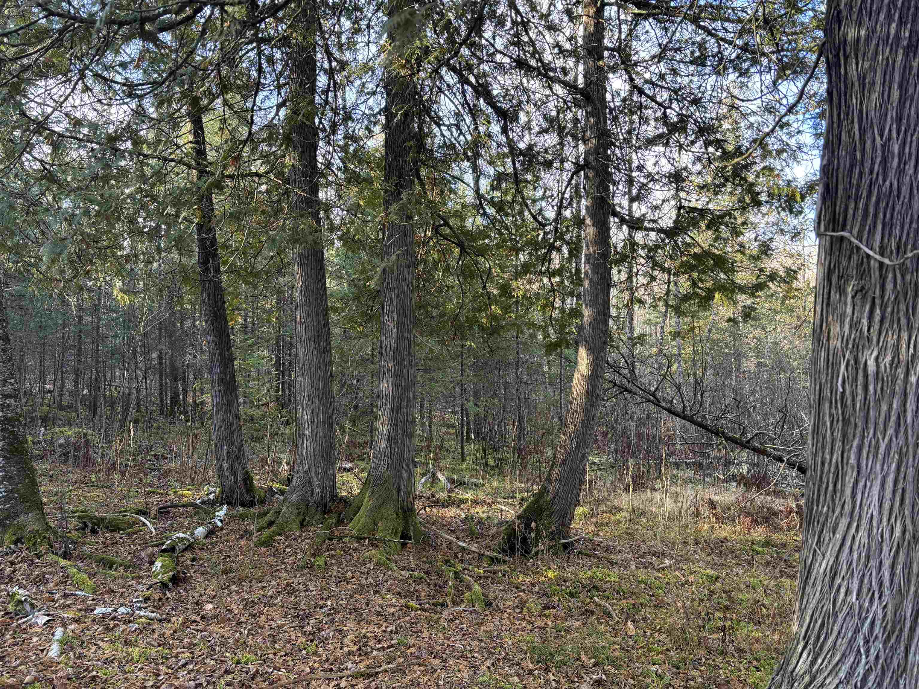 XXX9 Powerhouse Trail Ely MN 55731 - Fall 6123039 image9