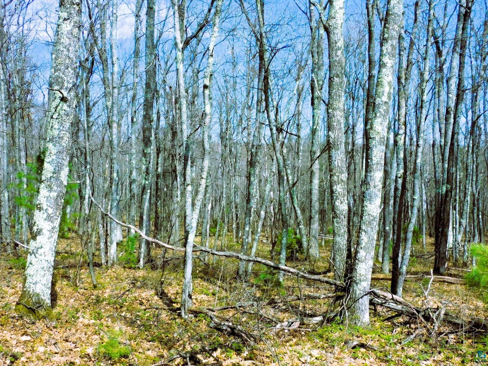 XXXX Polkoski Way Iron River WI 54847 6125201 image18
