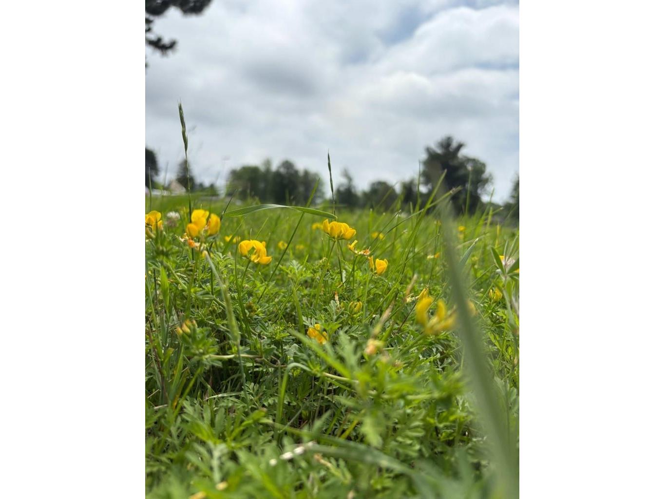 Xxxx Wrenshall St Wrenshall MN 55797 6118471 image3