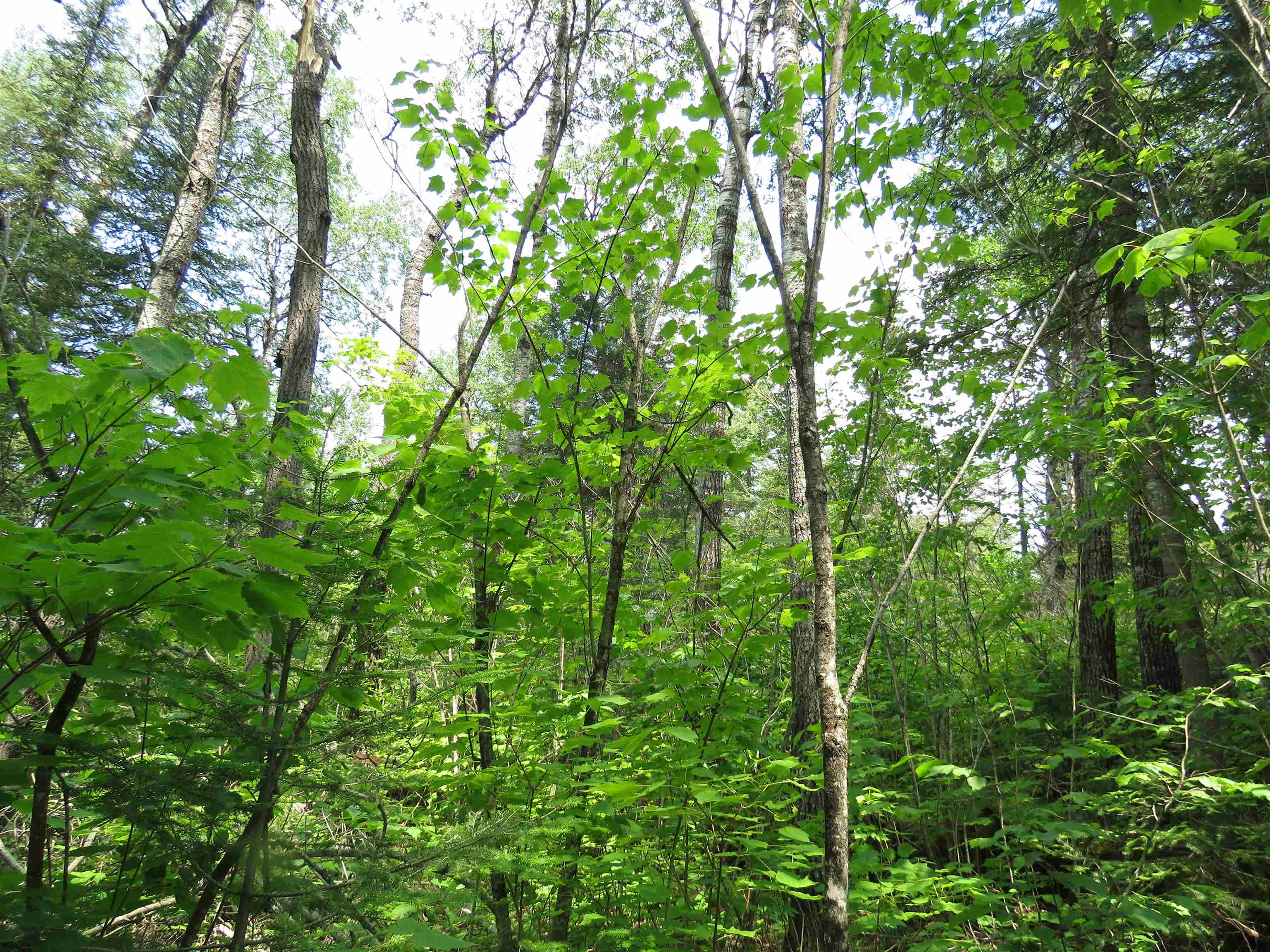 x7 N Caps Tr Lutsen MN 55612 6120556 image1