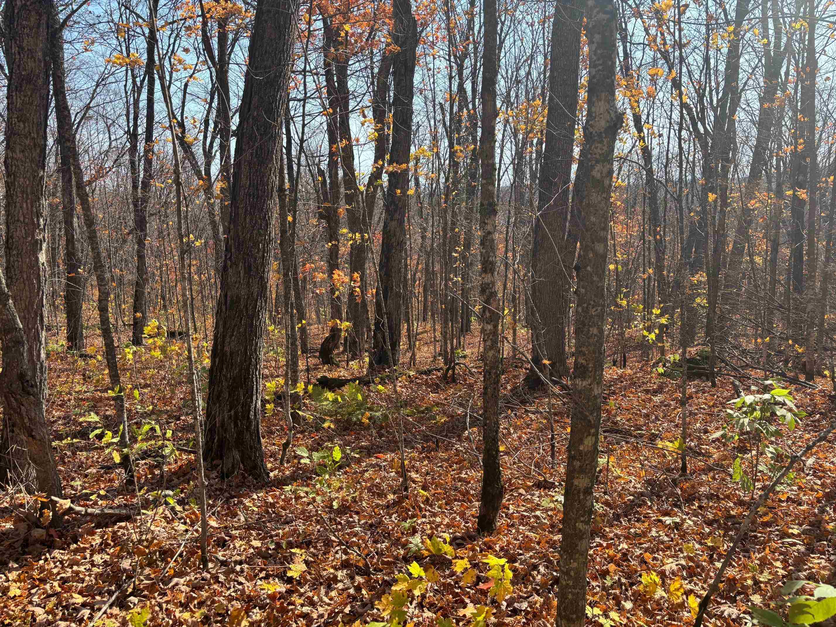 xx W Deeryard Lake Rd Lutsen MN 55612 6122432 image6