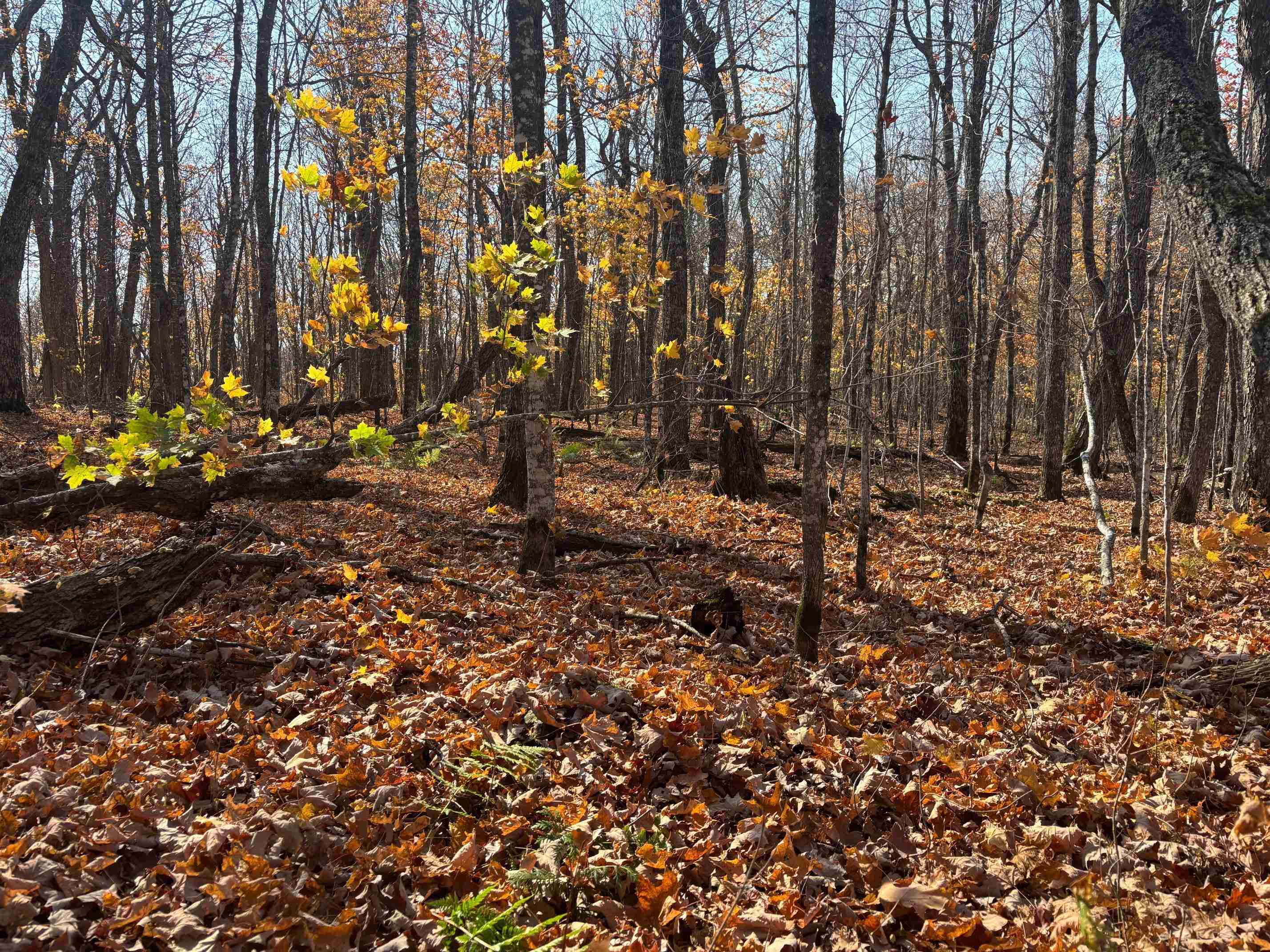 xx W Deeryard Lake Rd Lutsen MN 55612 6122432 image7