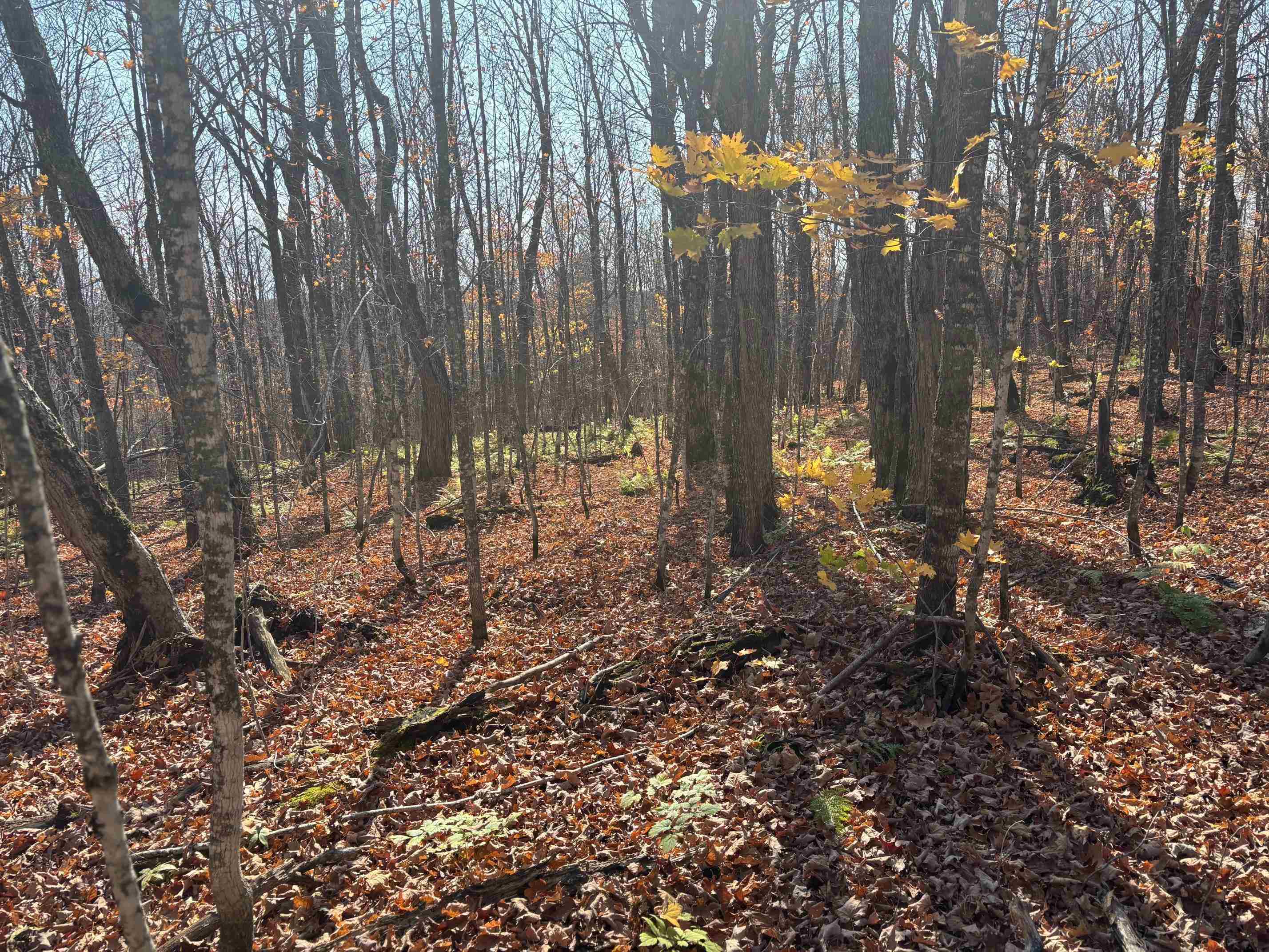 xx W Deeryard Lake Rd Lutsen MN 55612 6122432 image8