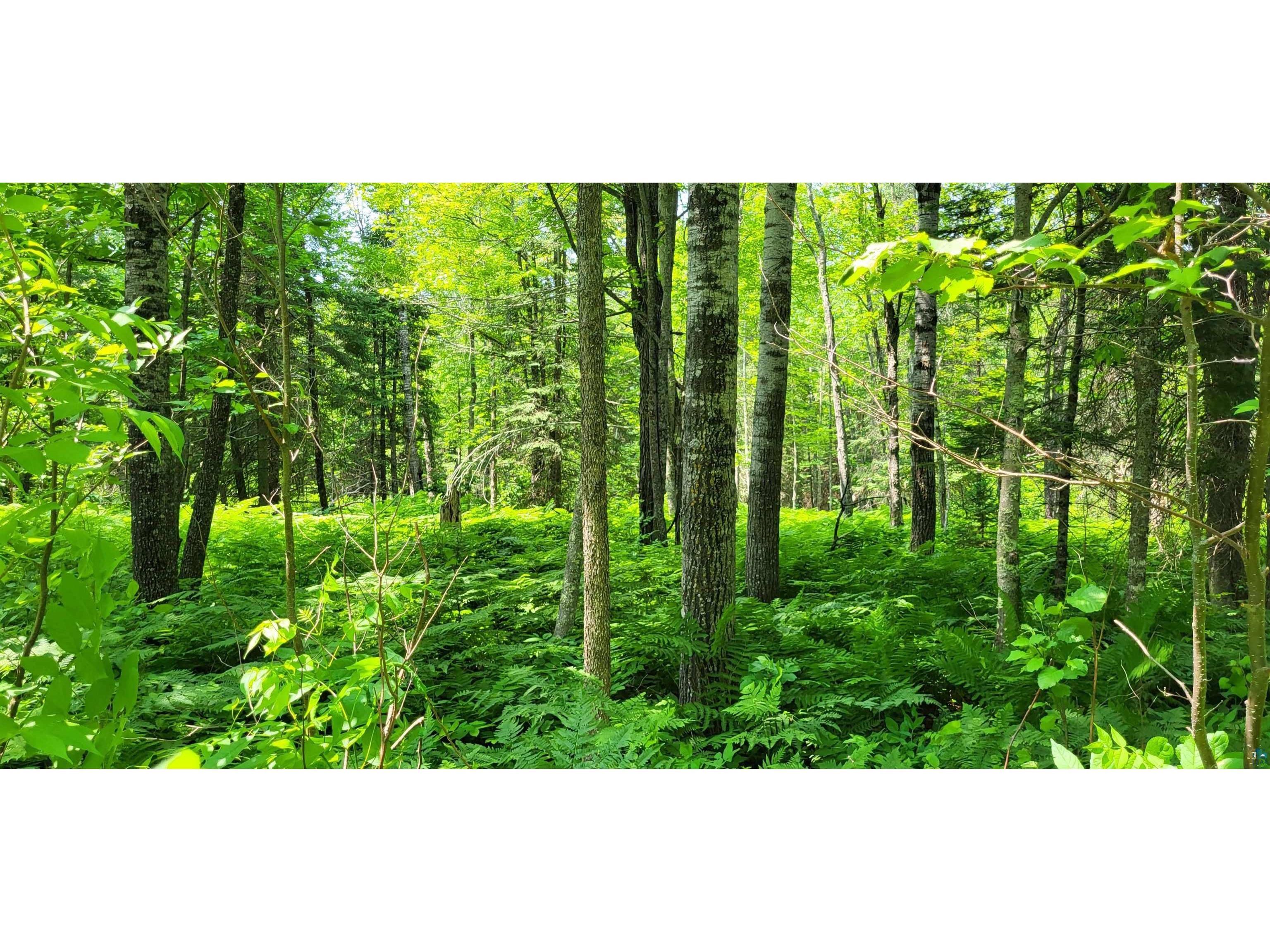 xx162 County Rd 962 Orr MN 55771 - Littlefork River 6108752 image1