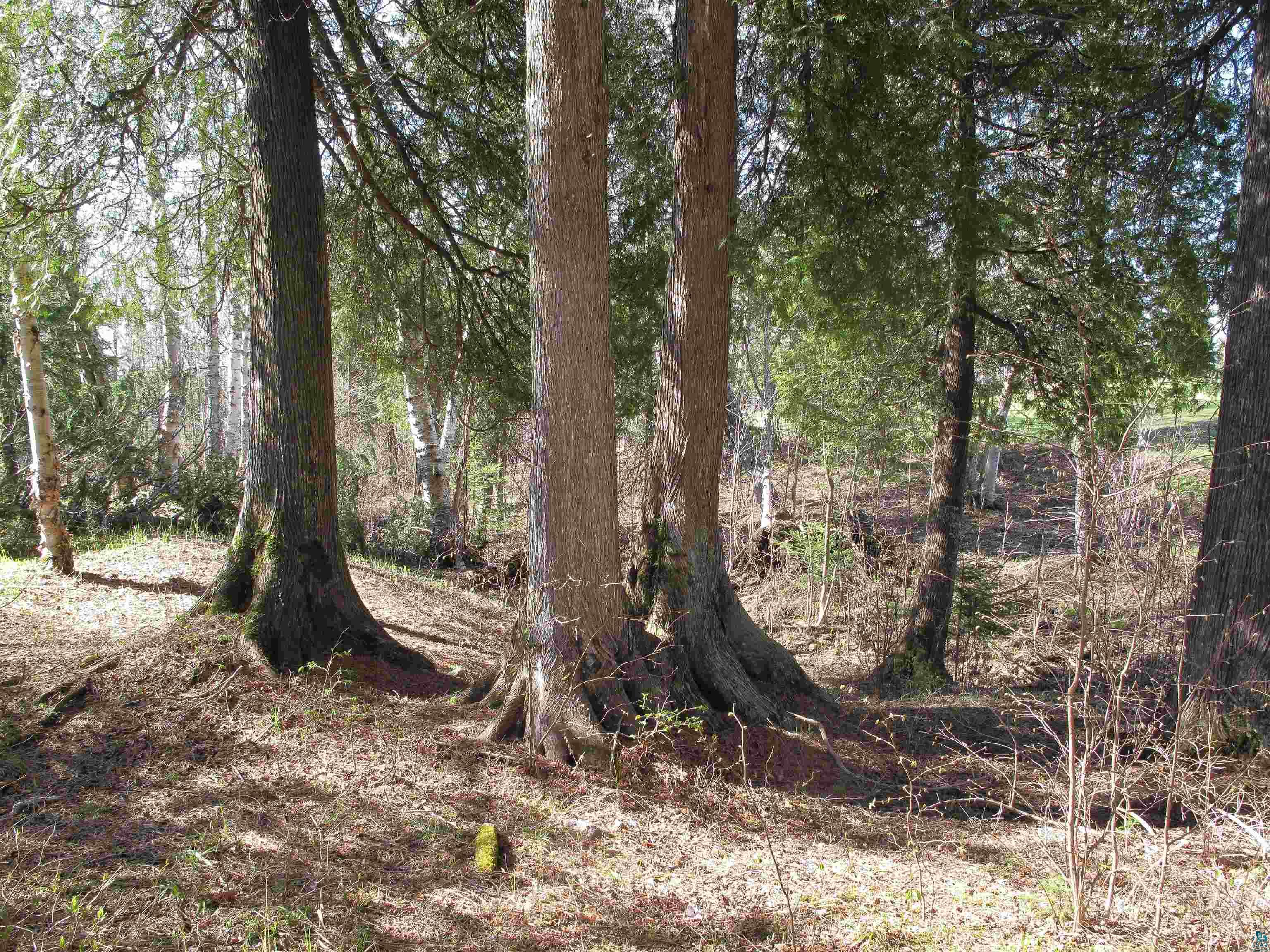 YYY Big Cedar Trl Lutsen MN 55612 6125494 image14