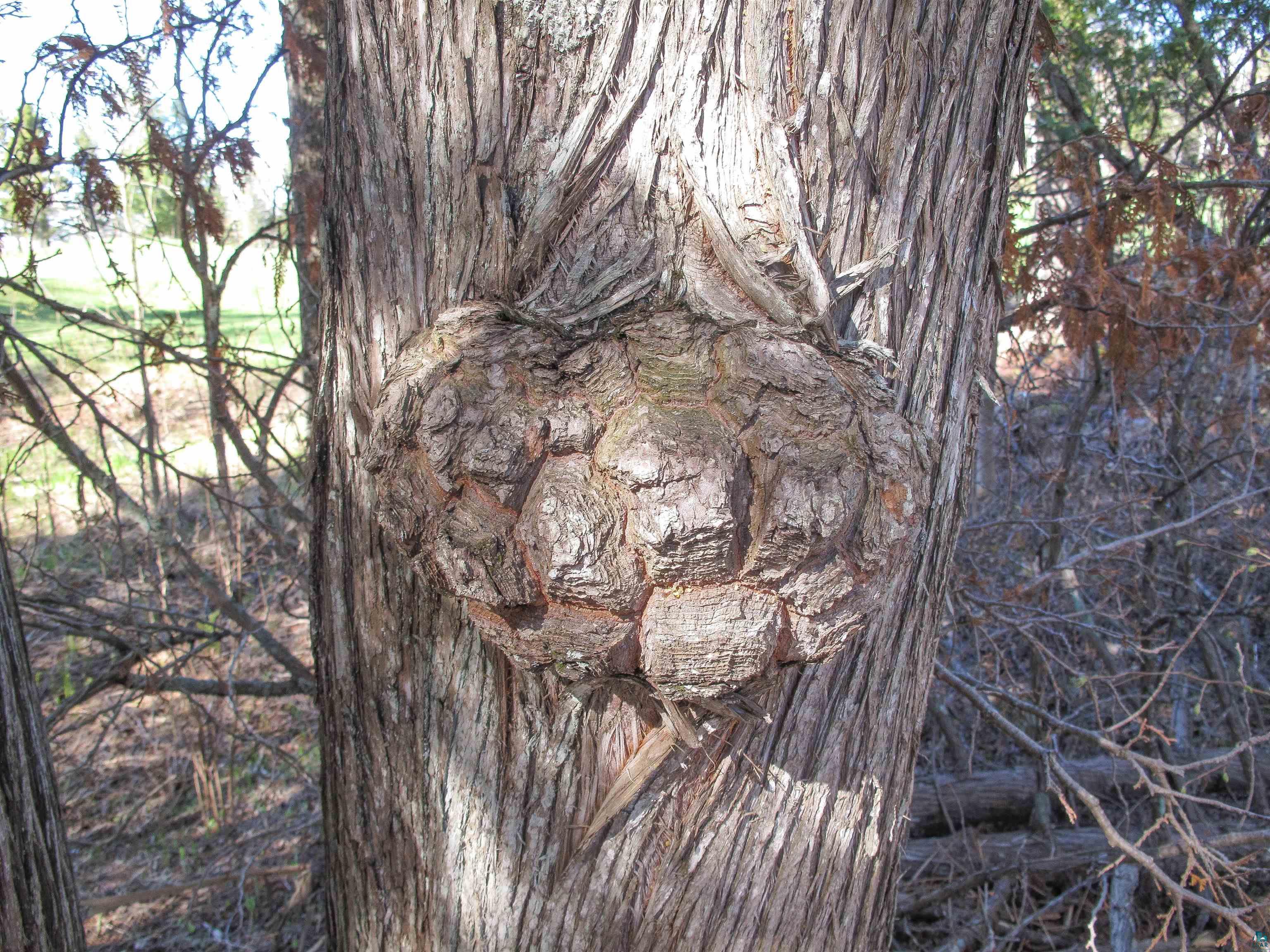 YYY Big Cedar Trl Lutsen MN 55612 6125494 image16