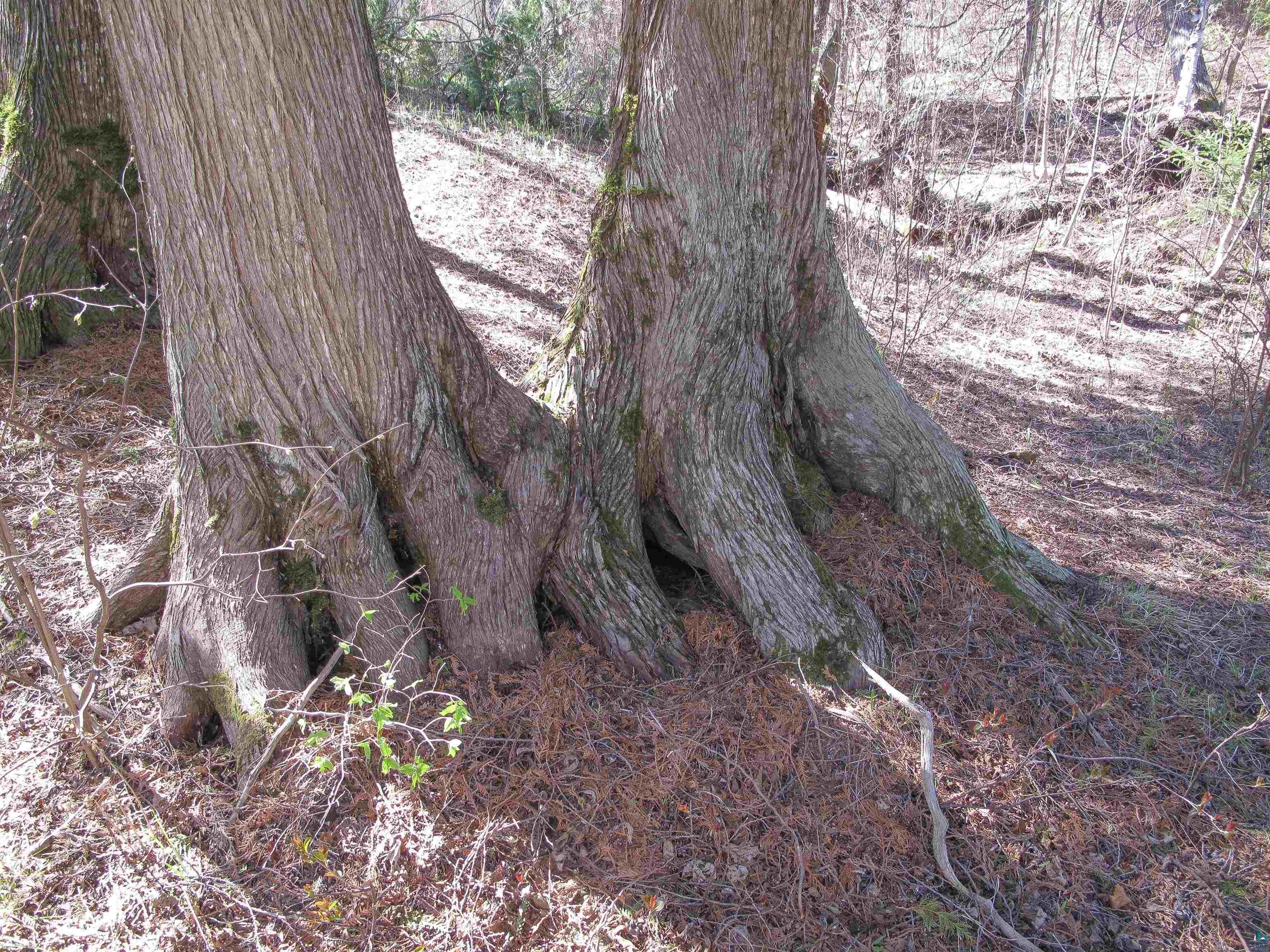 YYY Big Cedar Trl Lutsen MN 55612 6125494 image17