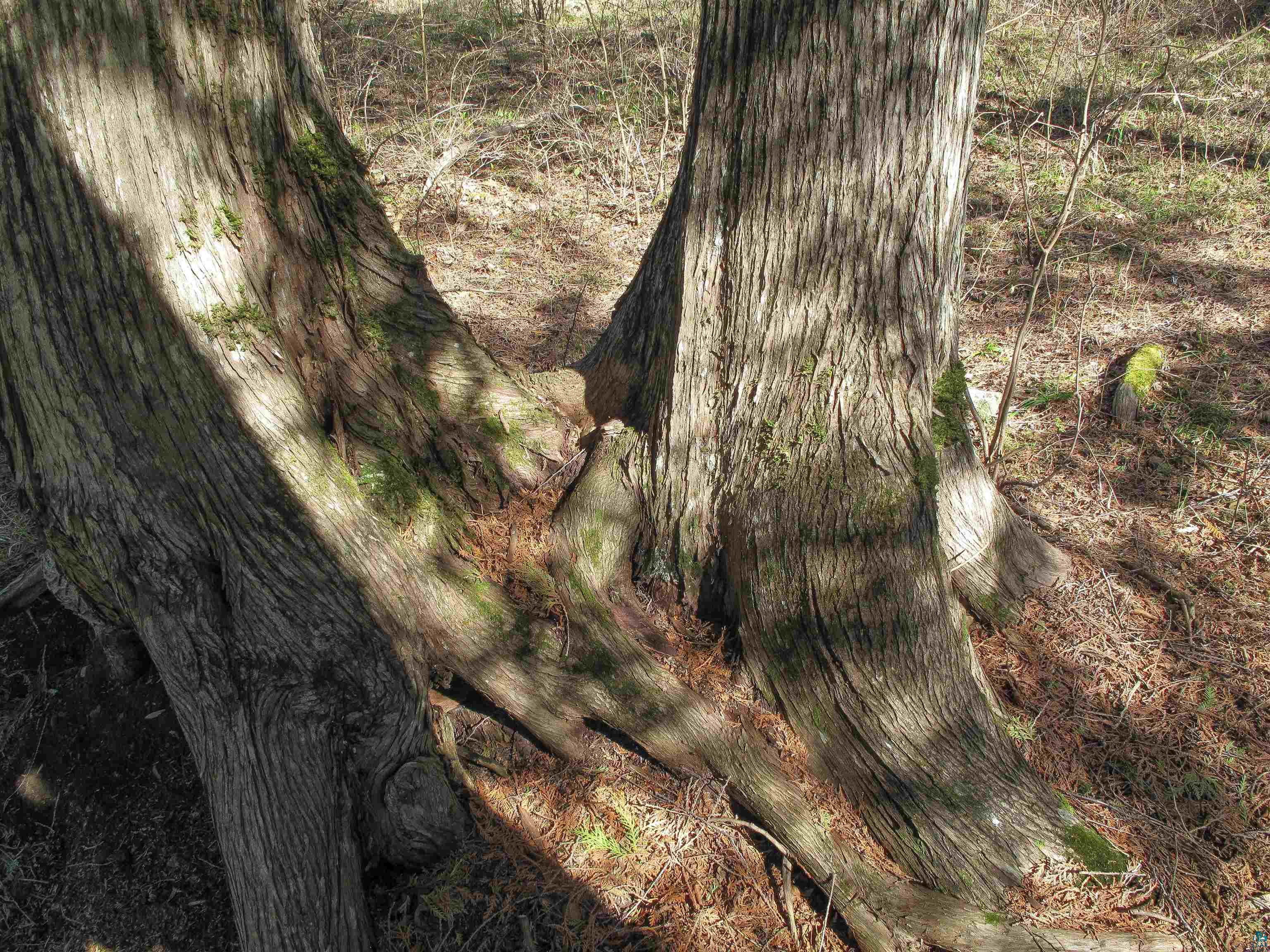 YYY Big Cedar Trl Lutsen MN 55612 6125494 image18