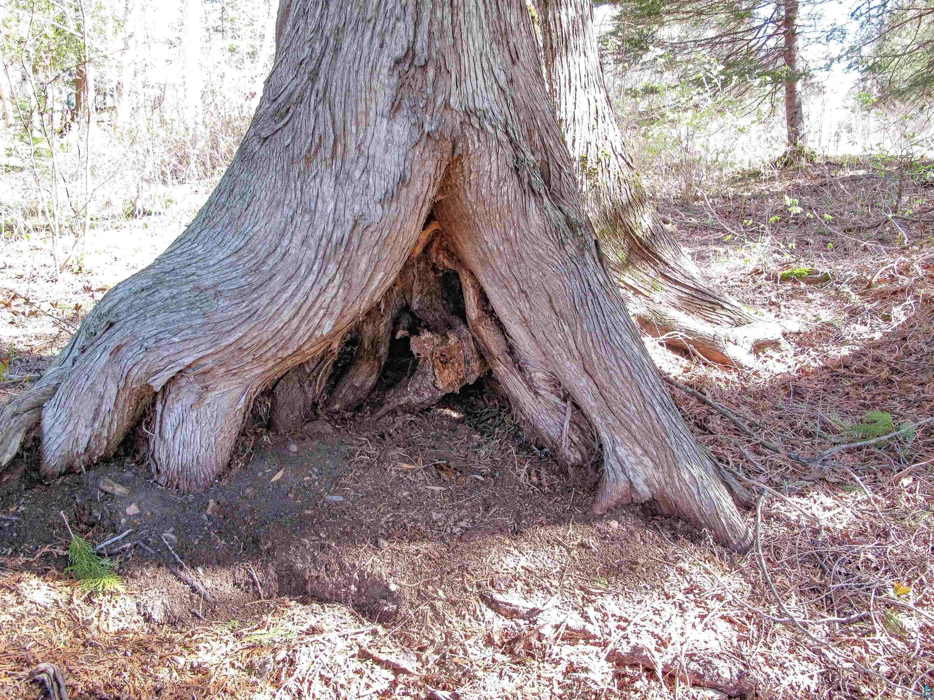 YYY Big Cedar Trl Lutsen MN 55612 6125494 image25