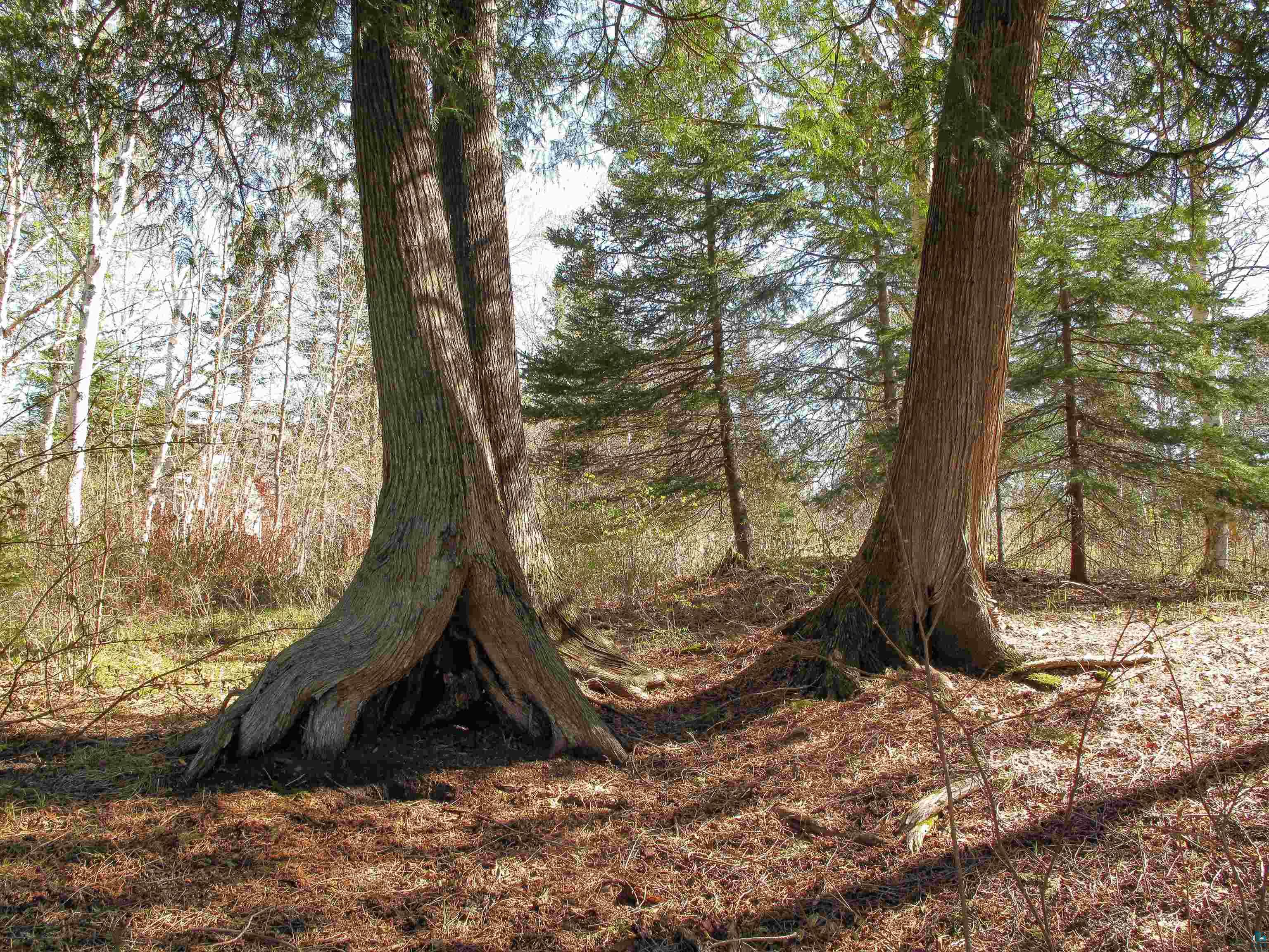YYY Big Cedar Trl Lutsen MN 55612 6125494 image26