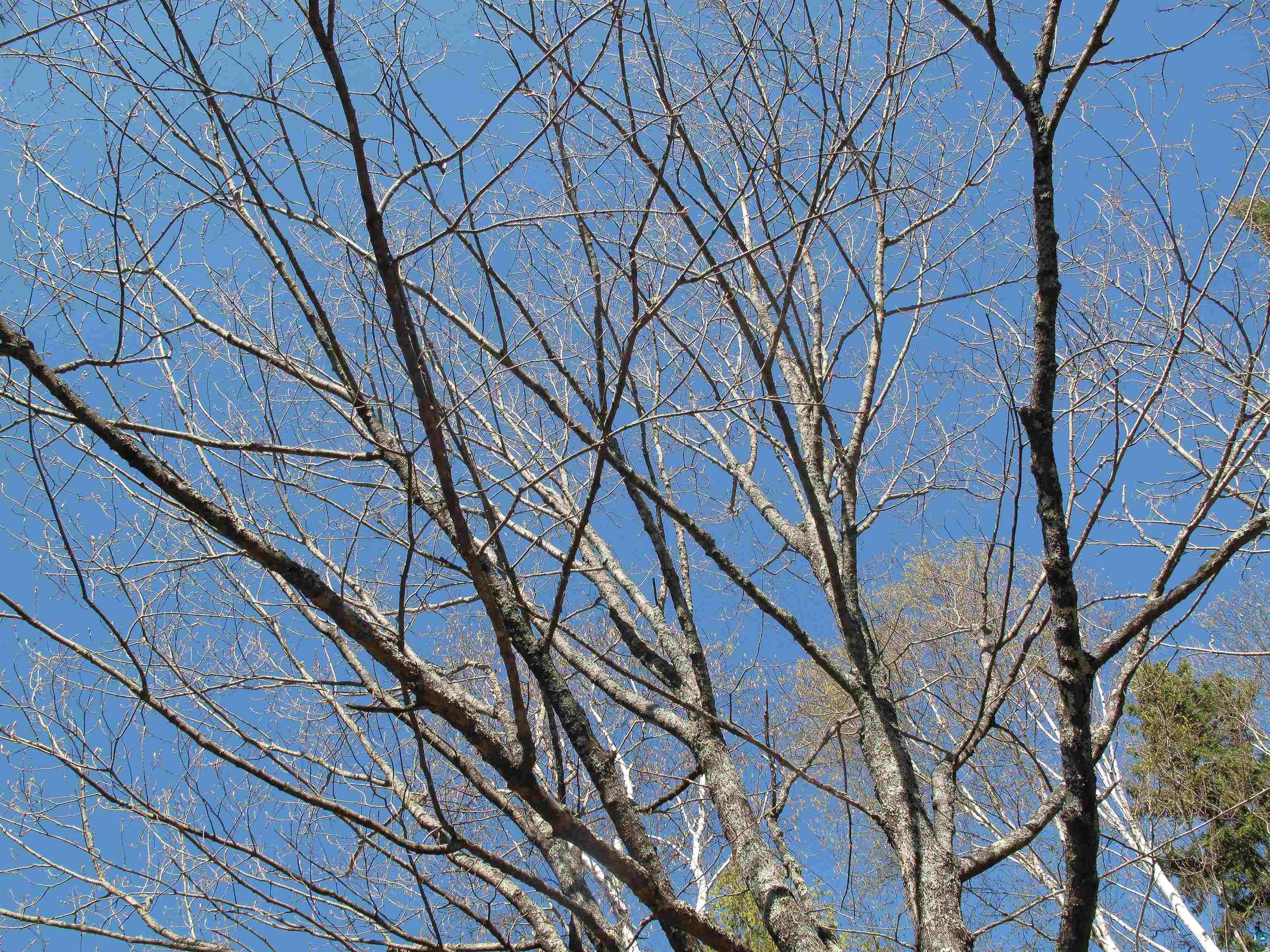YYY Big Cedar Trl Lutsen MN 55612 6125494 image3