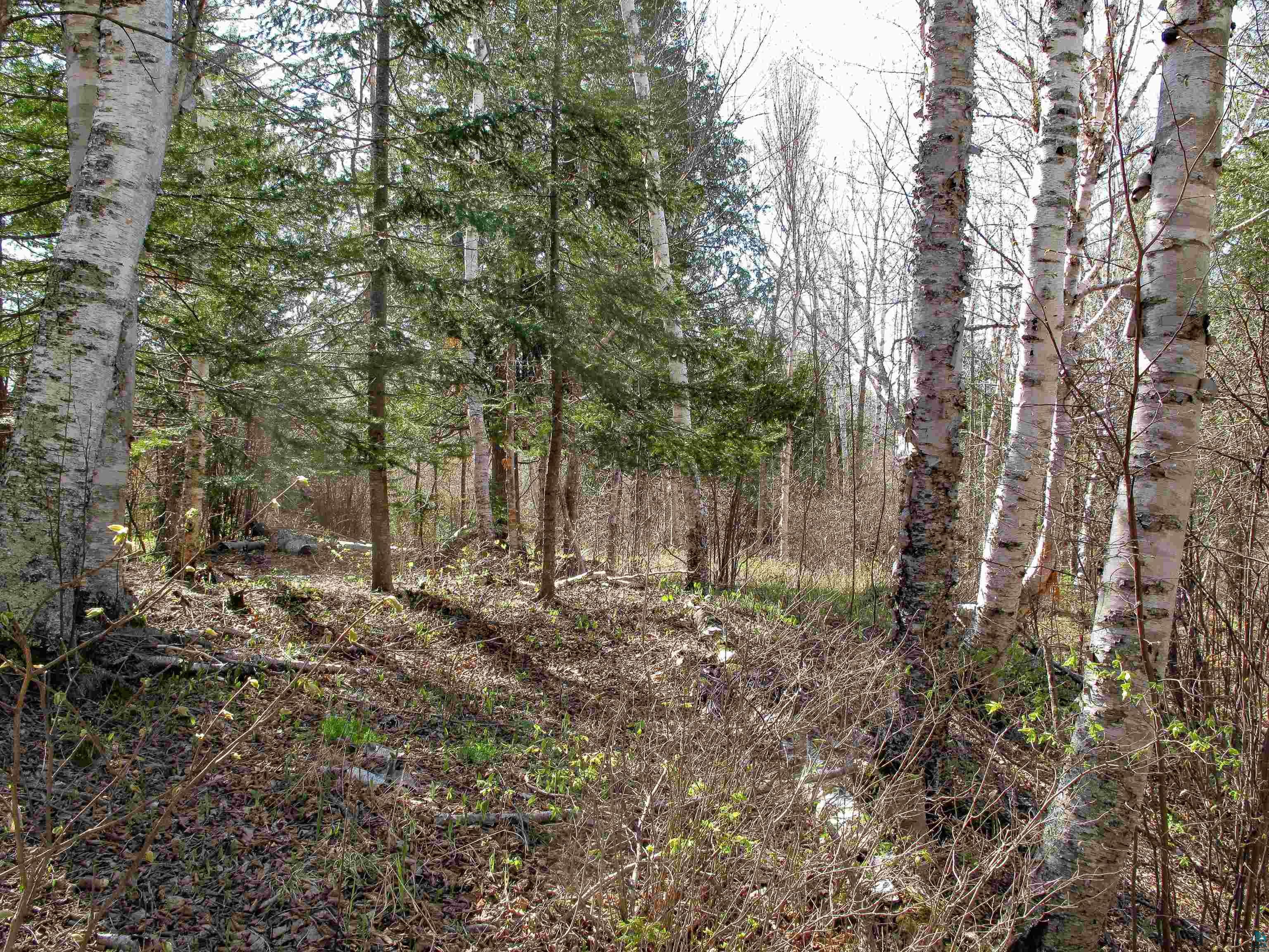 YYY Big Cedar Trl Lutsen MN 55612 6125494 image31