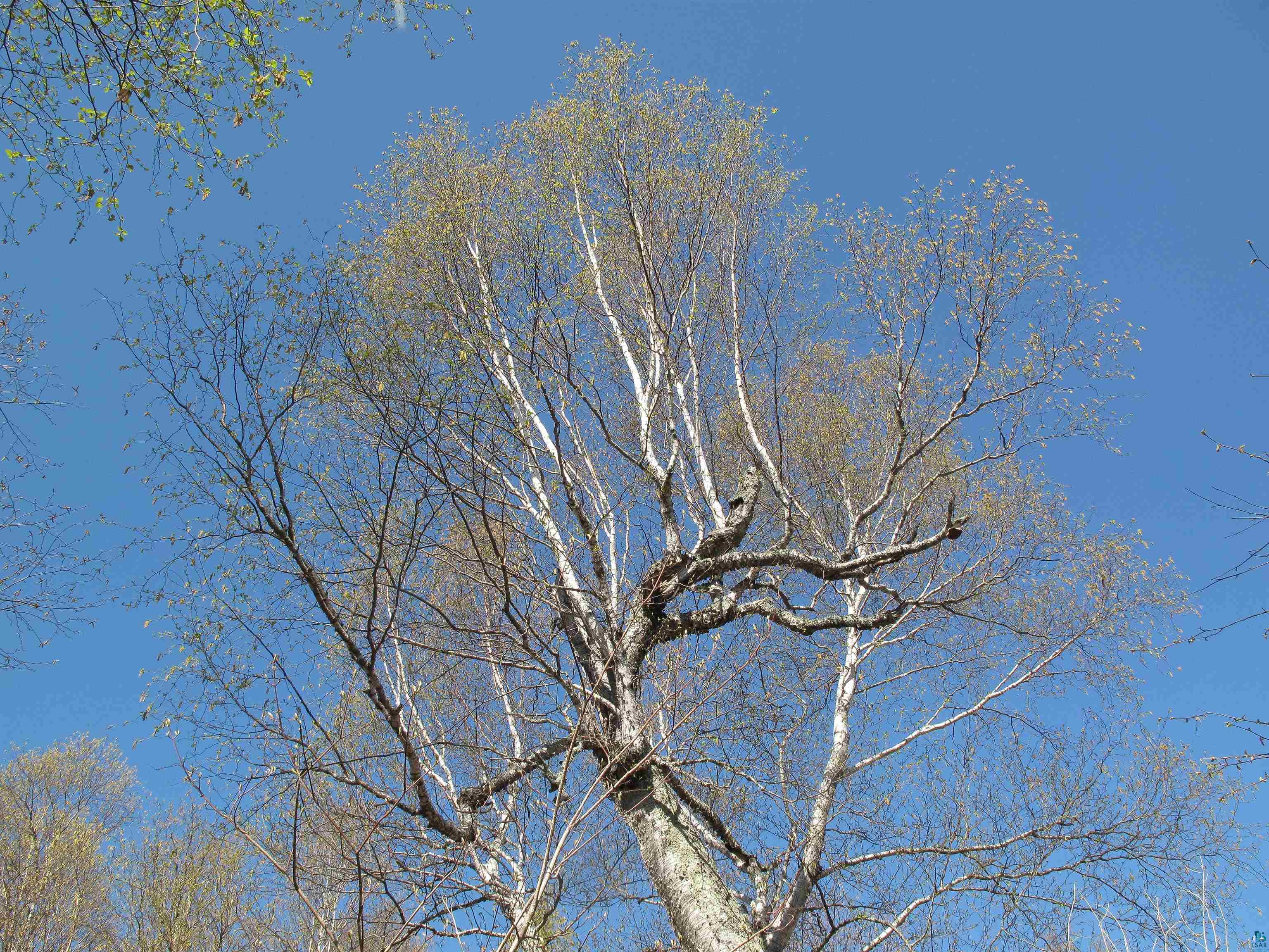 YYY Big Cedar Trl Lutsen MN 55612 6125494 image36