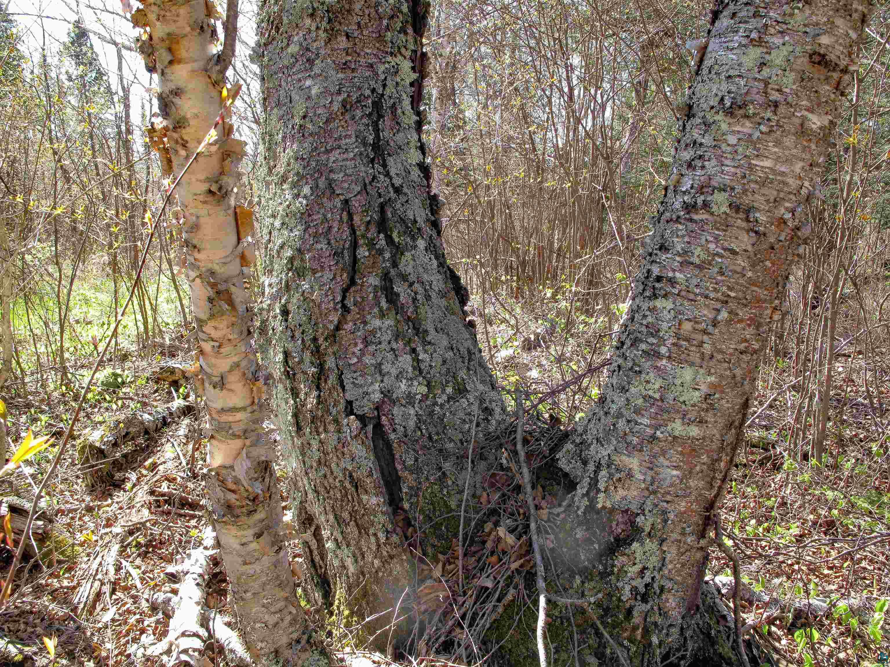 YYY Big Cedar Trl Lutsen MN 55612 6125494 image42