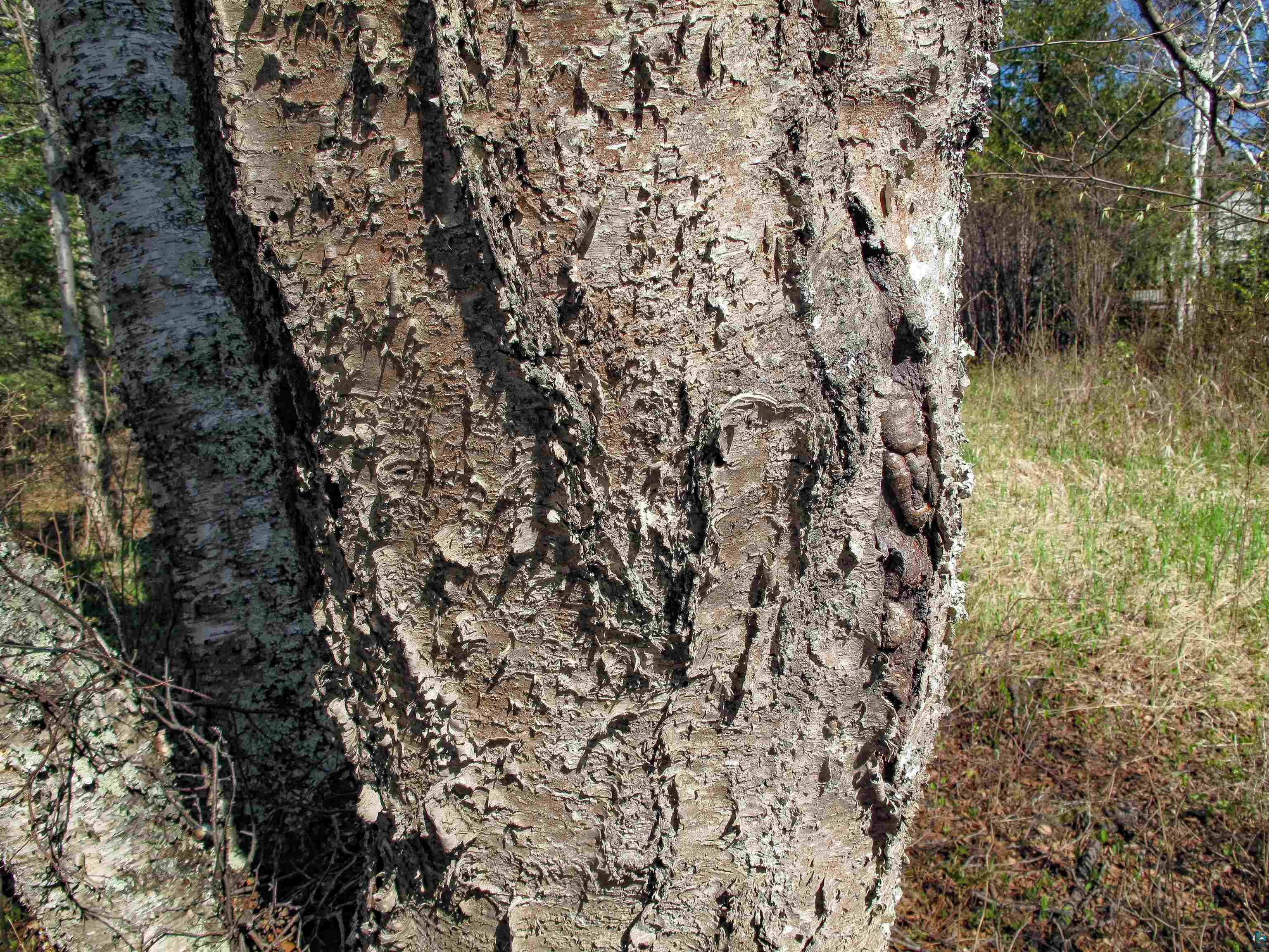 YYY Big Cedar Trl Lutsen MN 55612 6125494 image43