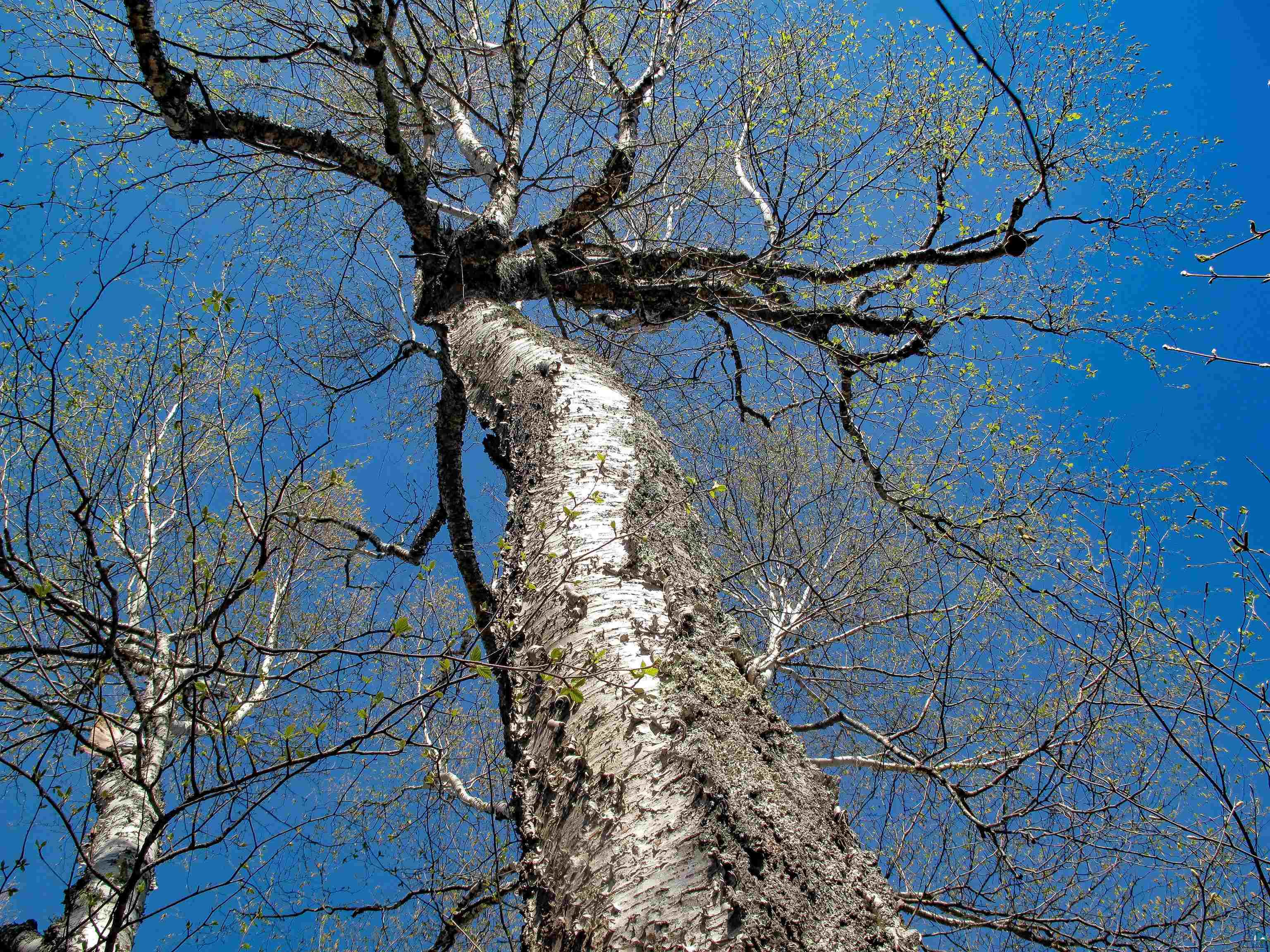 YYY Big Cedar Trl Lutsen MN 55612 6125494 image44