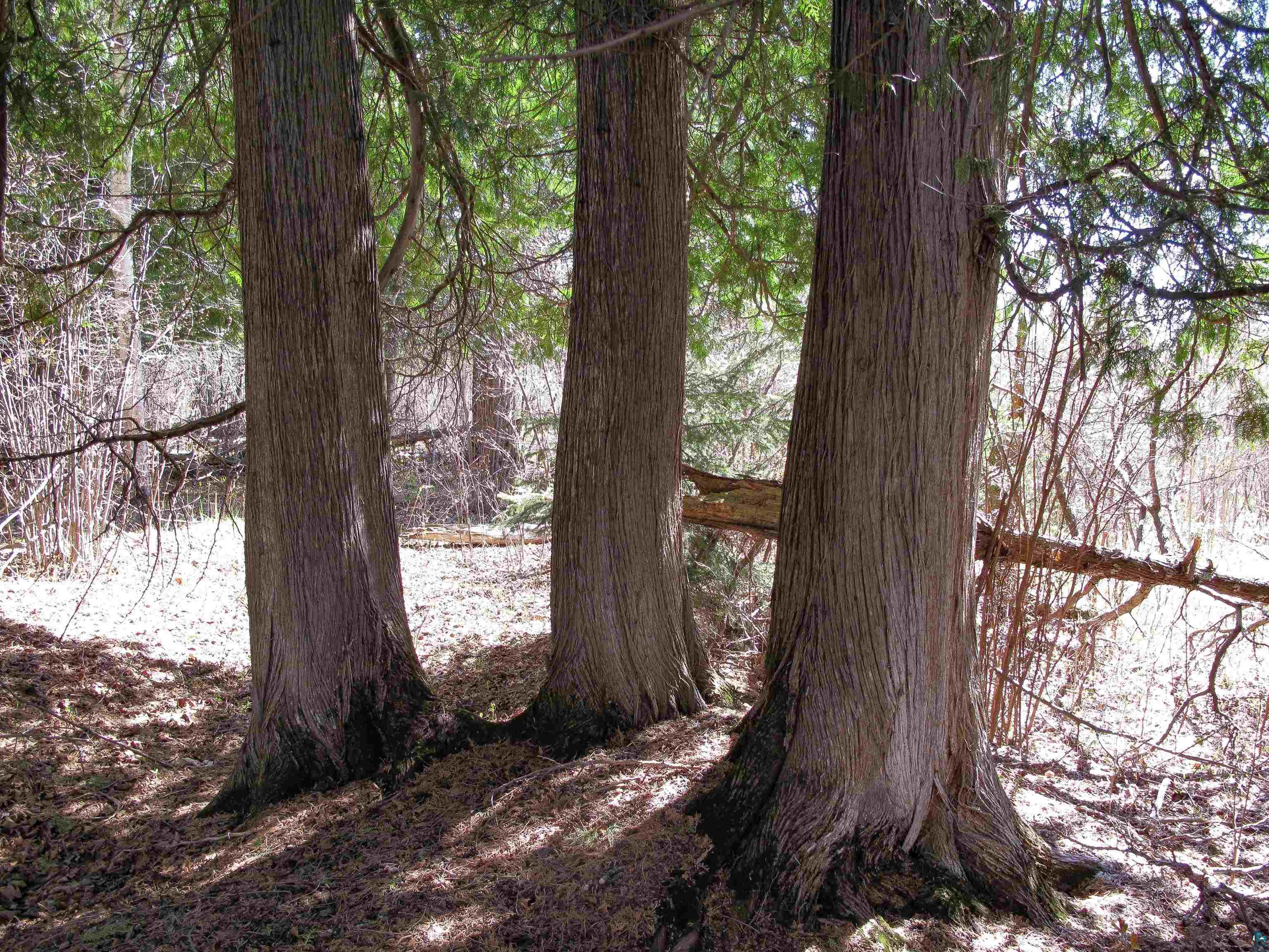 YYY Big Cedar Trl Lutsen MN 55612 6125494 image45