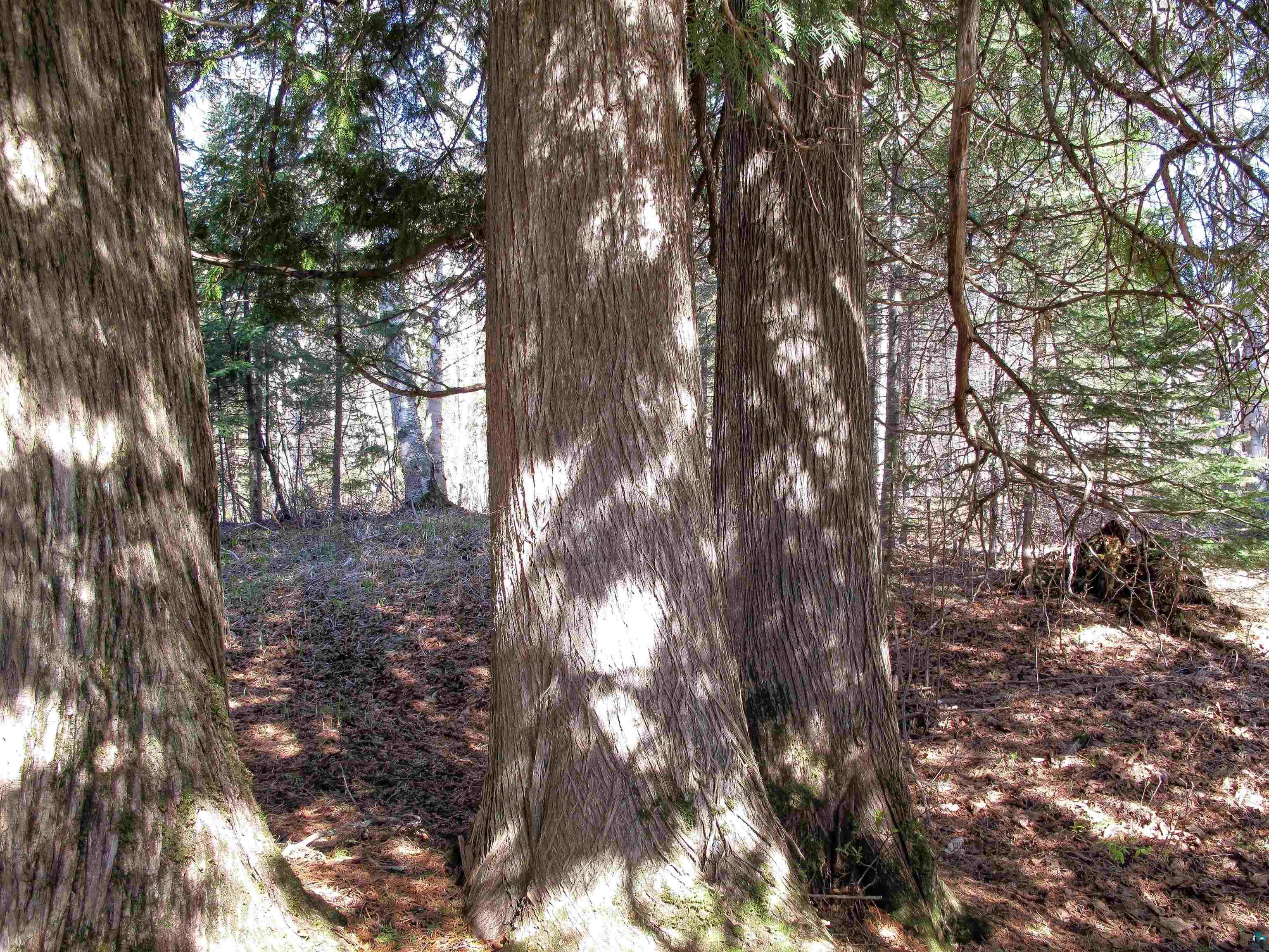 YYY Big Cedar Trl Lutsen MN 55612 6125494 image46