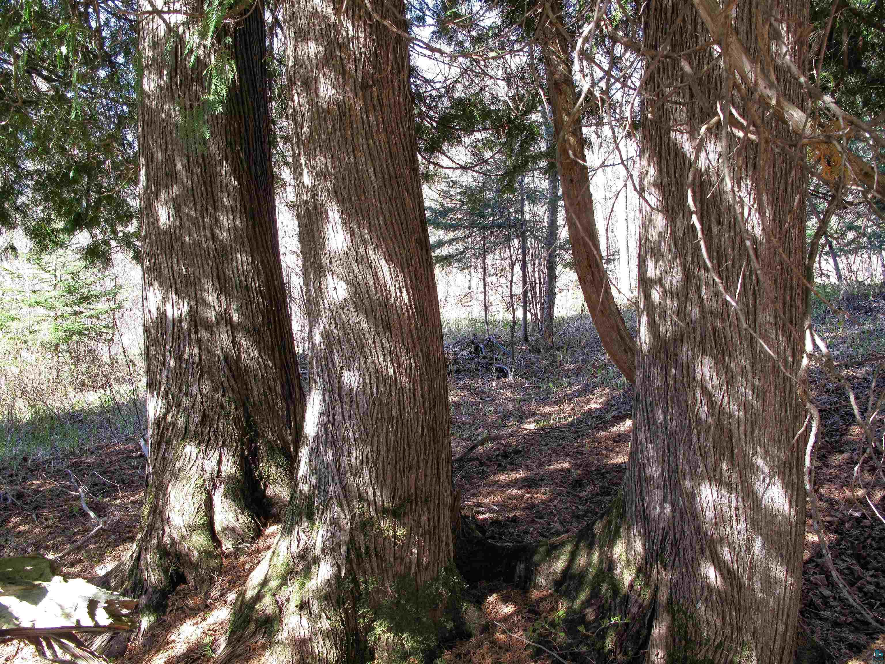 YYY Big Cedar Trl Lutsen MN 55612 6125494 image47